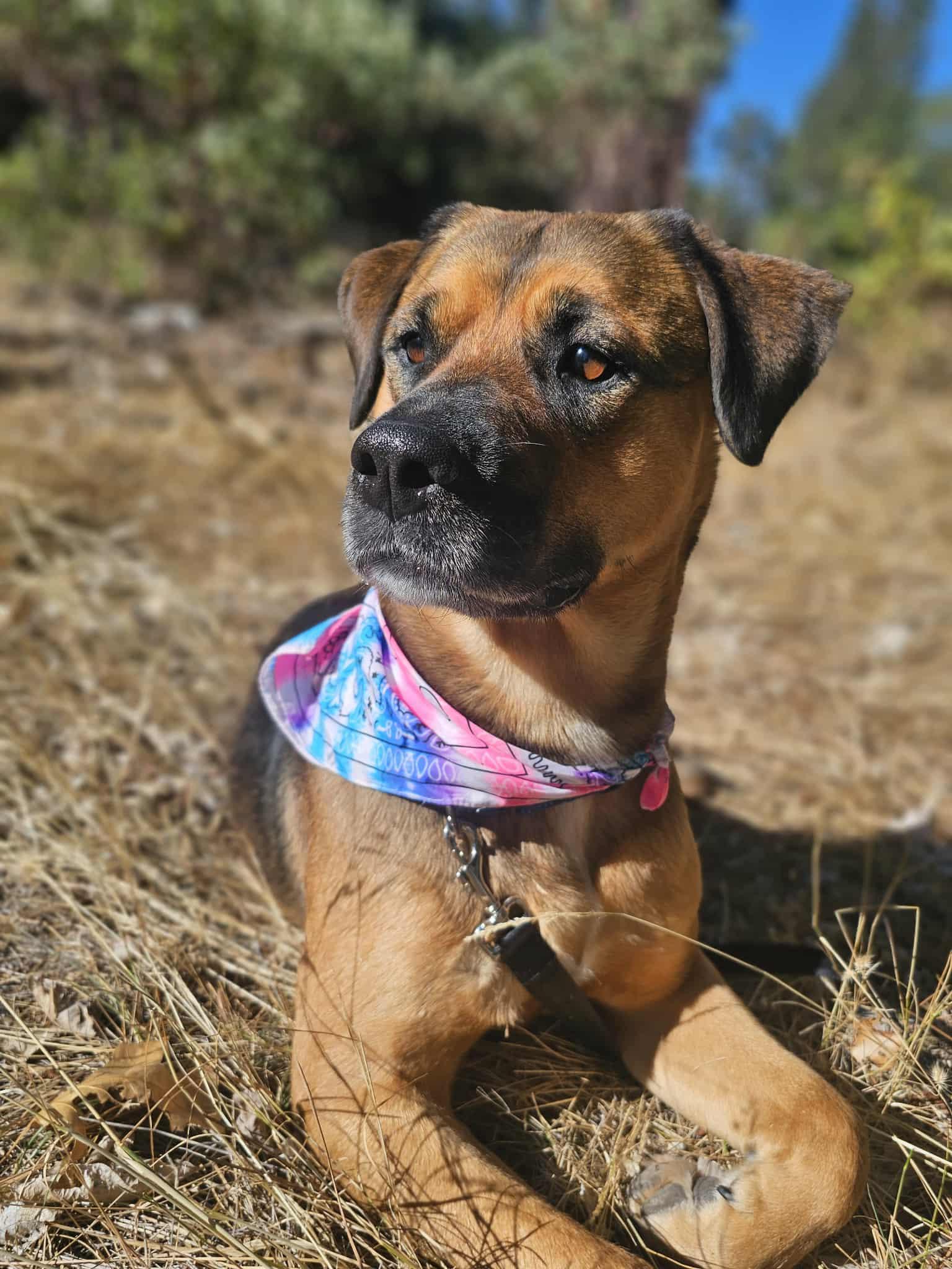 Enlarge Pattycakes, a Adoptable mixed breed in Grants Pass, OR image 3/5