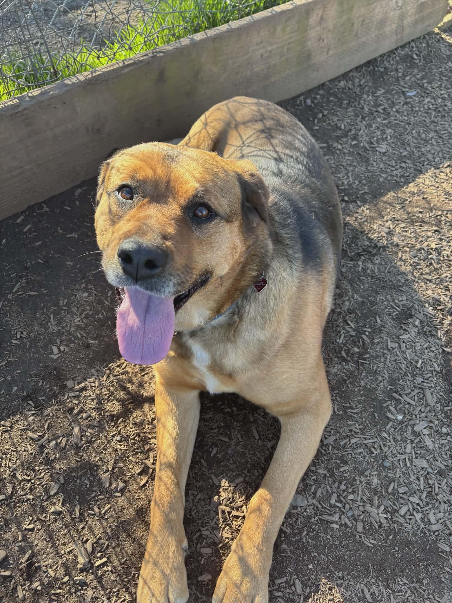 Enlarge Pattycakes, a other mixed breed in Grants Pass, OR image 3/6