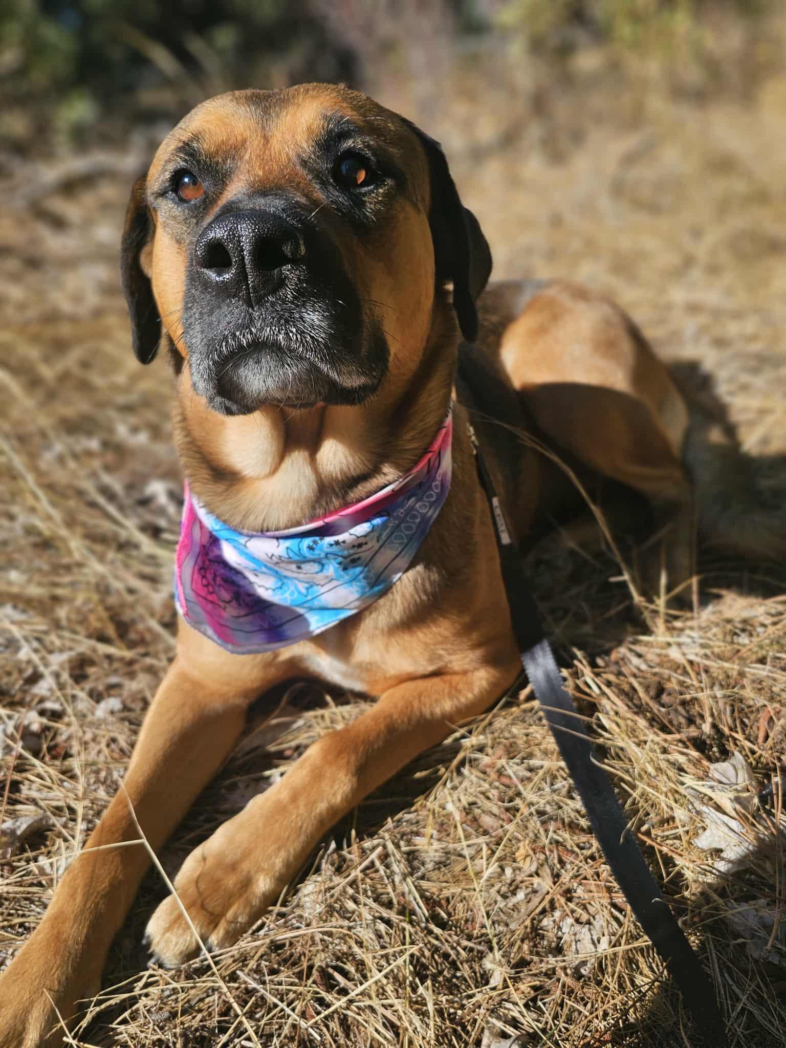 Enlarge Pattycakes, a Adoptable mixed breed in Grants Pass, OR image 4/5