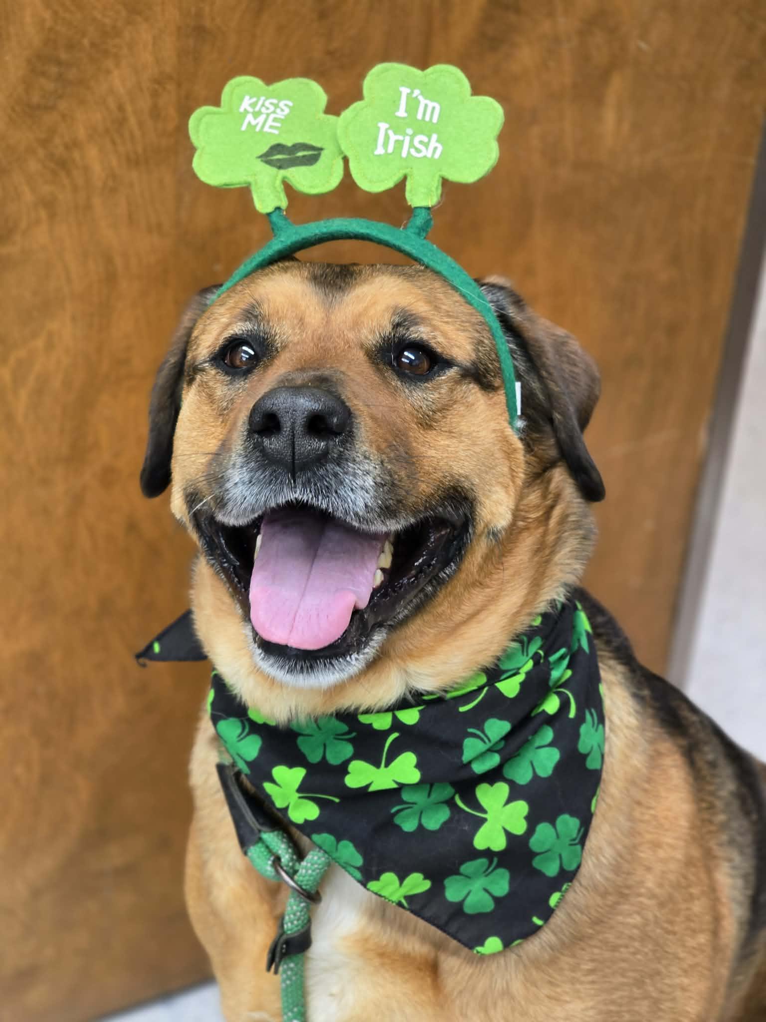 Enlarge Pattycakes, a other mixed breed in Grants Pass, OR image 1/6