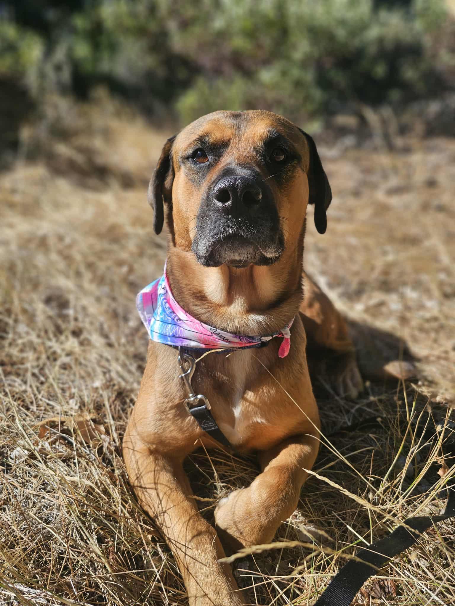 Enlarge Pattycakes, a Adoptable mixed breed in Grants Pass, OR image 5/5