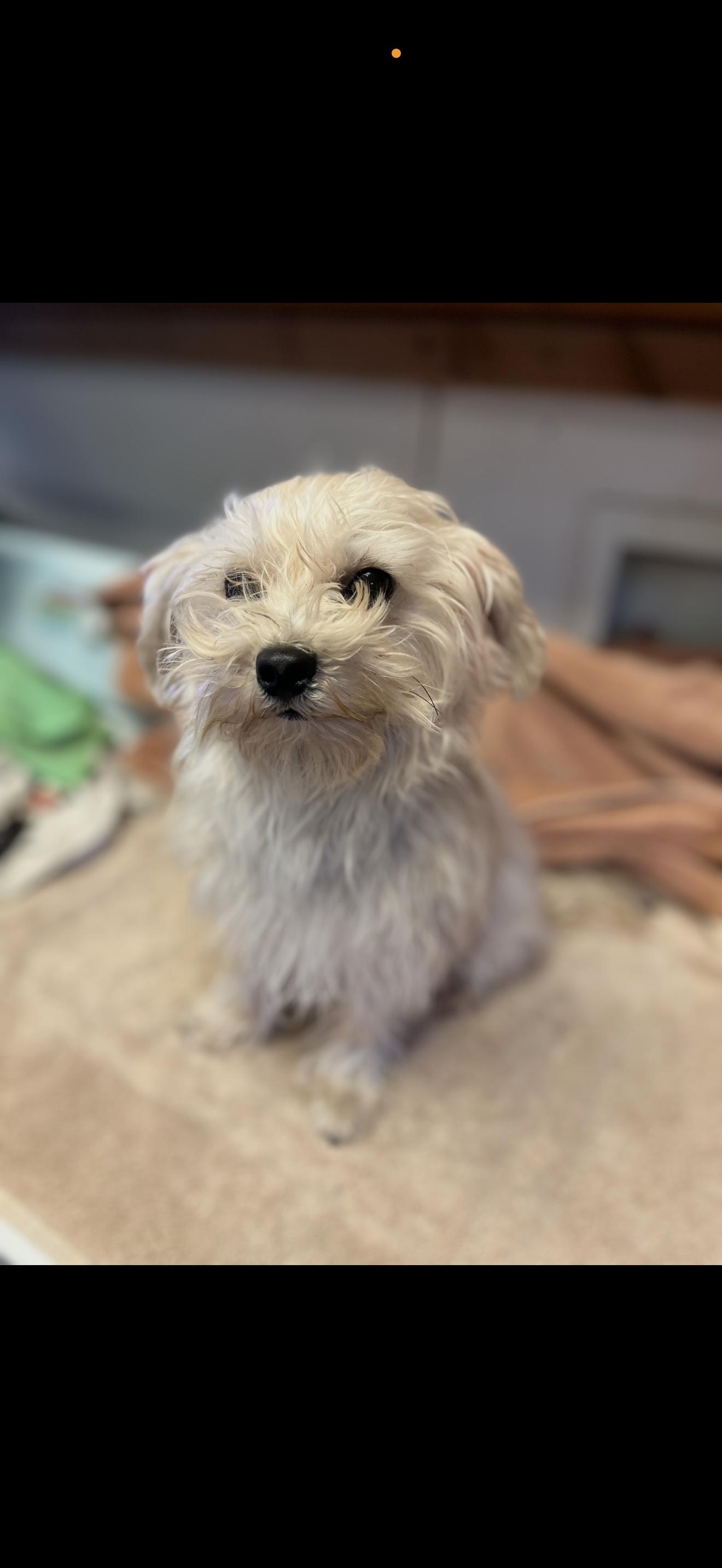 Junior - The Sweetie, a Adoptable Maltese in Rancho Cucamonga , CA image 1/4