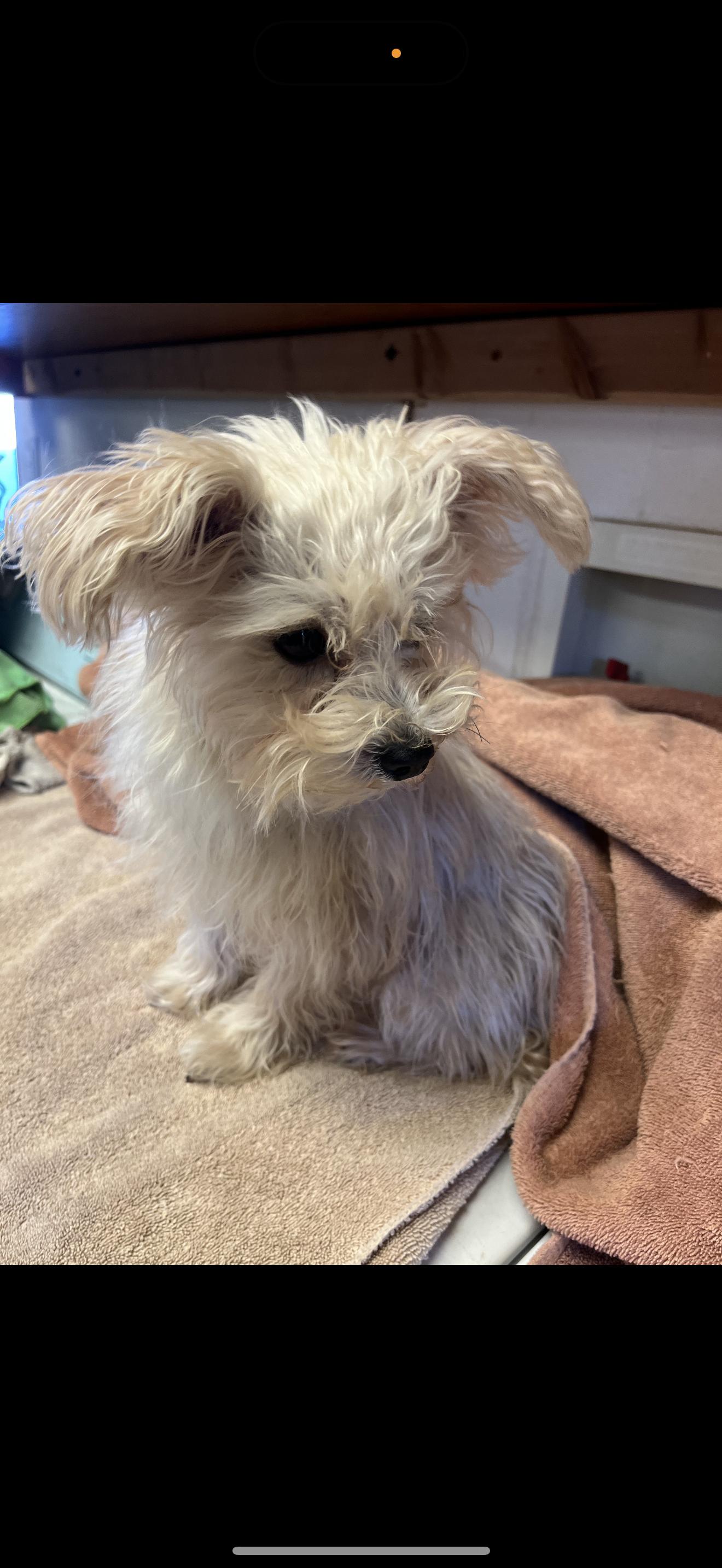Junior - The Sweetie, a Adoptable Maltese in Rancho Cucamonga , CA image 2/4