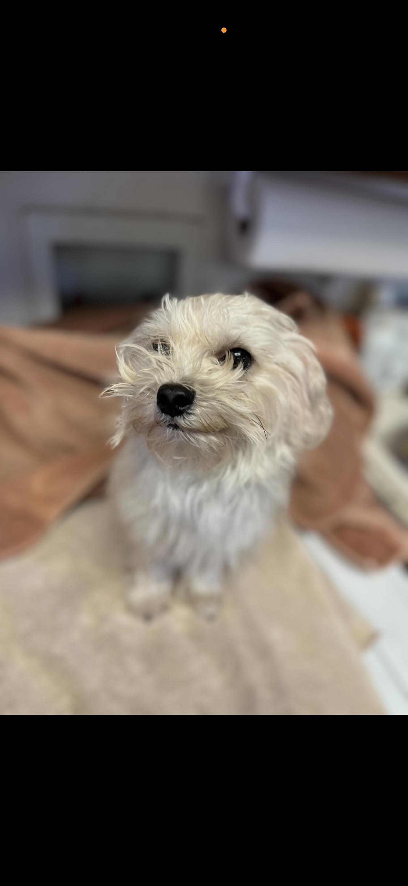 Junior - The Sweetie, a Adoptable Maltese in Rancho Cucamonga , CA image 3/4