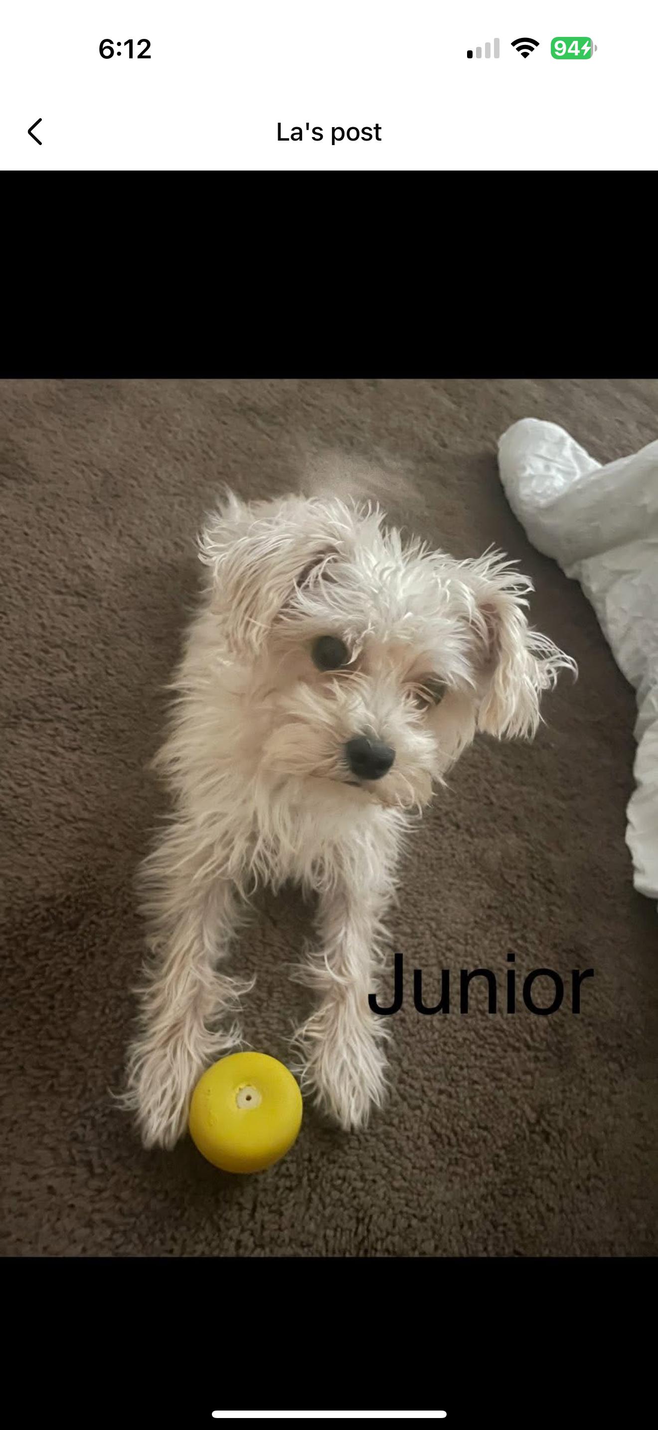 Junior - The Sweetie, a Adoptable Maltese in Rancho Cucamonga , CA image 4/4
