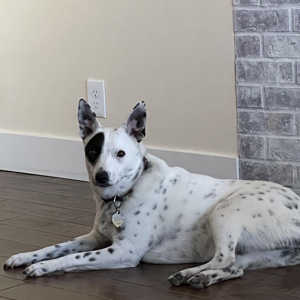 Enlarge Freckle, a Adoptable Australian Cattle Dog / Blue Heeler in Cashmere, WA image 1/6
