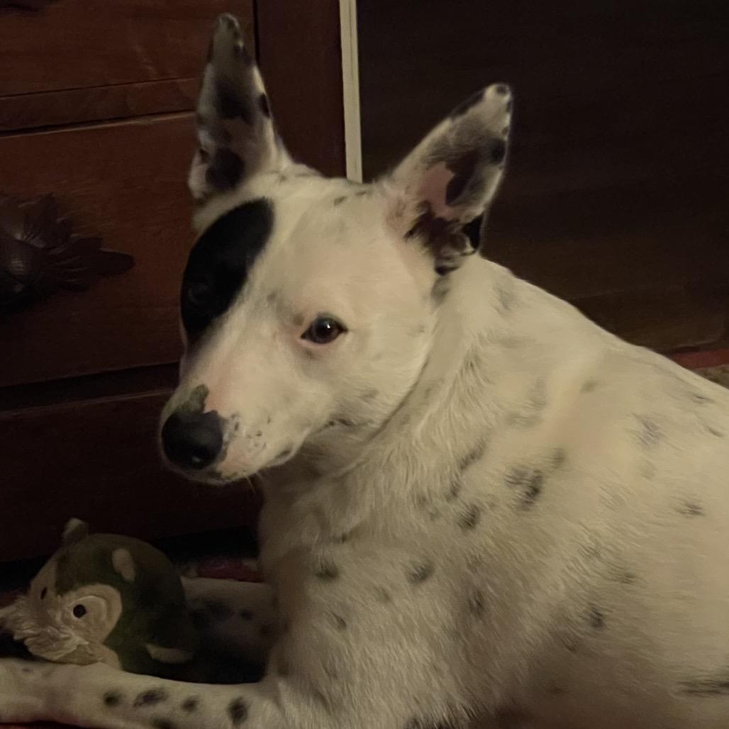 Enlarge Freckle, a Adoptable Australian Cattle Dog / Blue Heeler in Cashmere, WA image 2/6