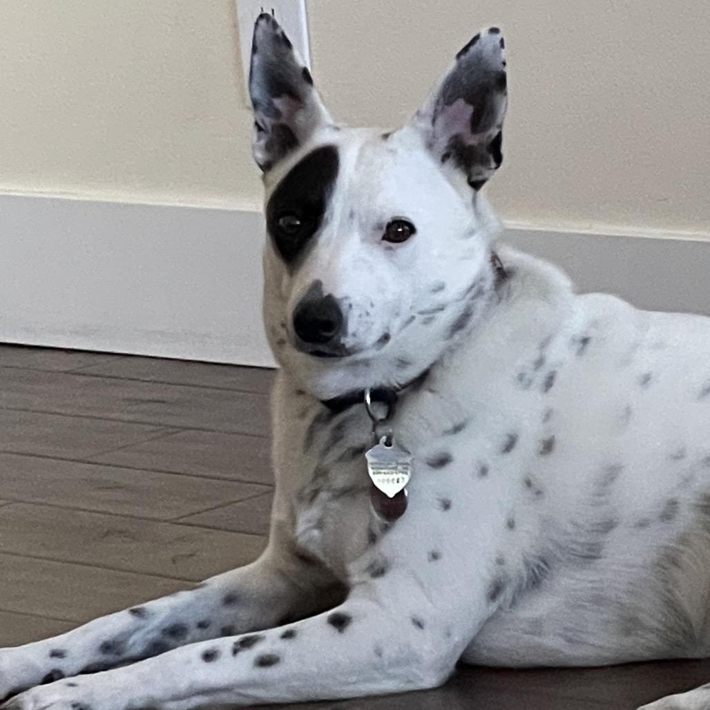 Enlarge Freckle, a Adoptable Australian Cattle Dog / Blue Heeler in Cashmere, WA image 3/6