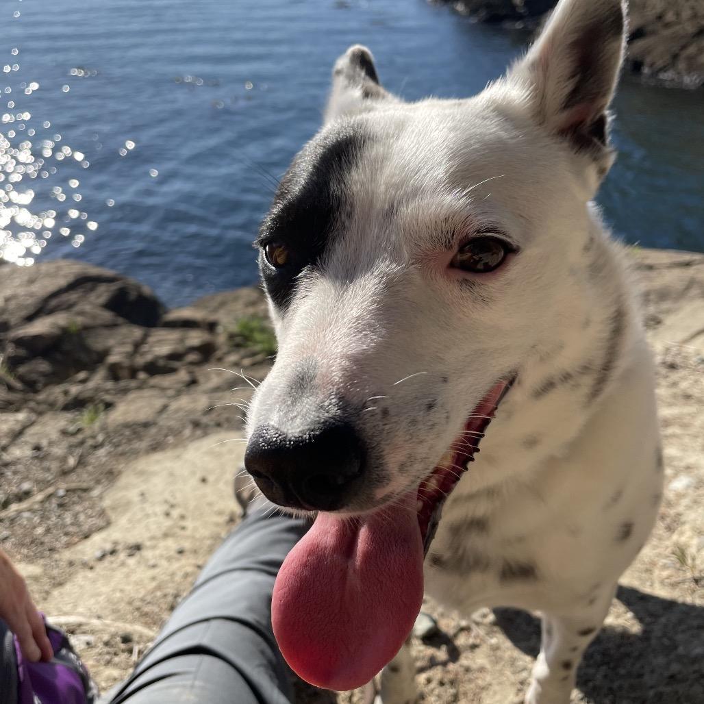 Enlarge Freckle, a Adoptable Australian Cattle Dog / Blue Heeler in Cashmere, WA image 4/6