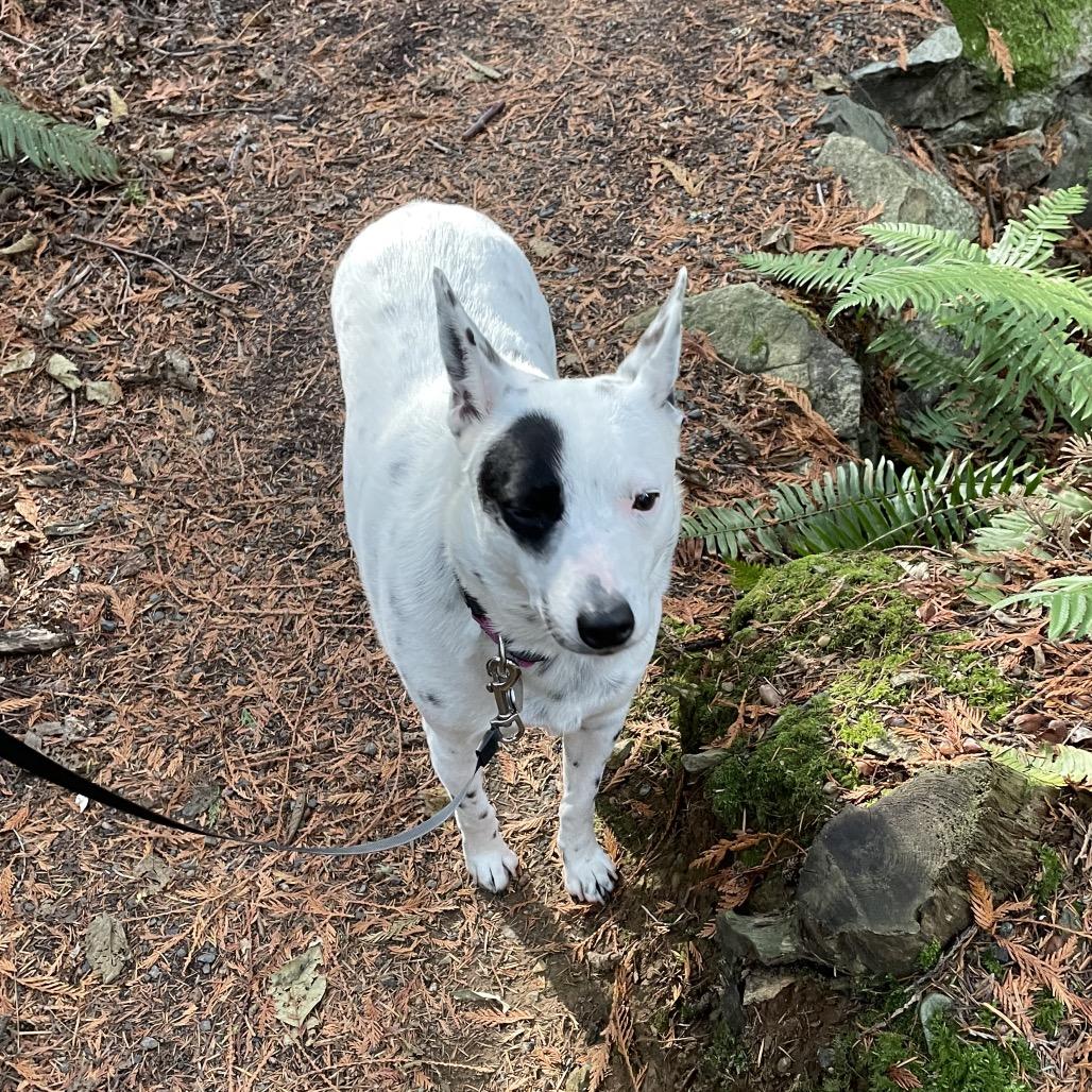 Enlarge Freckle, a Adoptable Australian Cattle Dog / Blue Heeler in Cashmere, WA image 5/6
