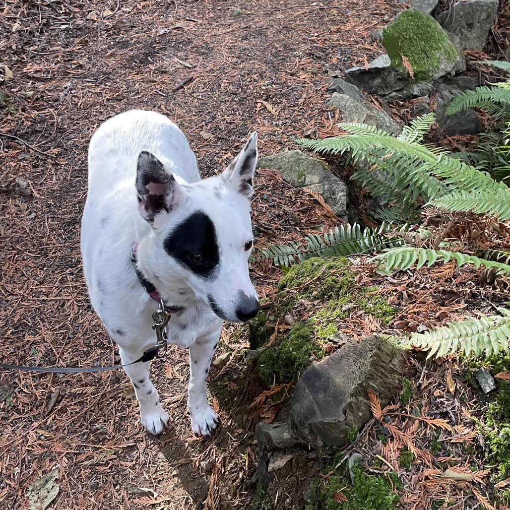 Enlarge Freckle, a Adoptable Australian Cattle Dog / Blue Heeler in Cashmere, WA image 6/6