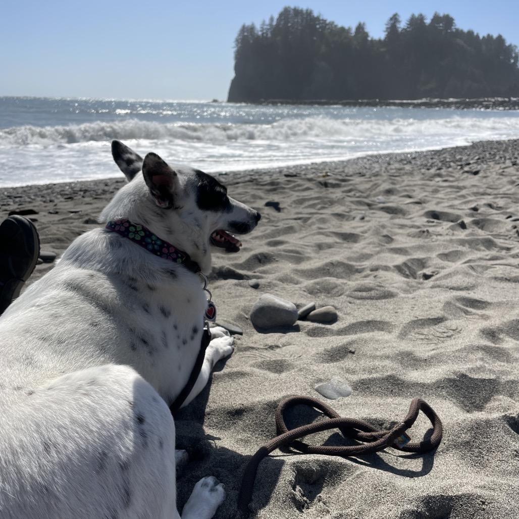 Enlarge Freckle, a Adoptable Australian Cattle Dog / Blue Heeler in Cashmere, WA image 6/6