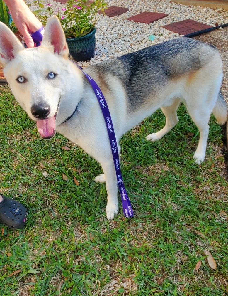 Waylon, Adopted, Young Male Husky & German Shepherd Dog.