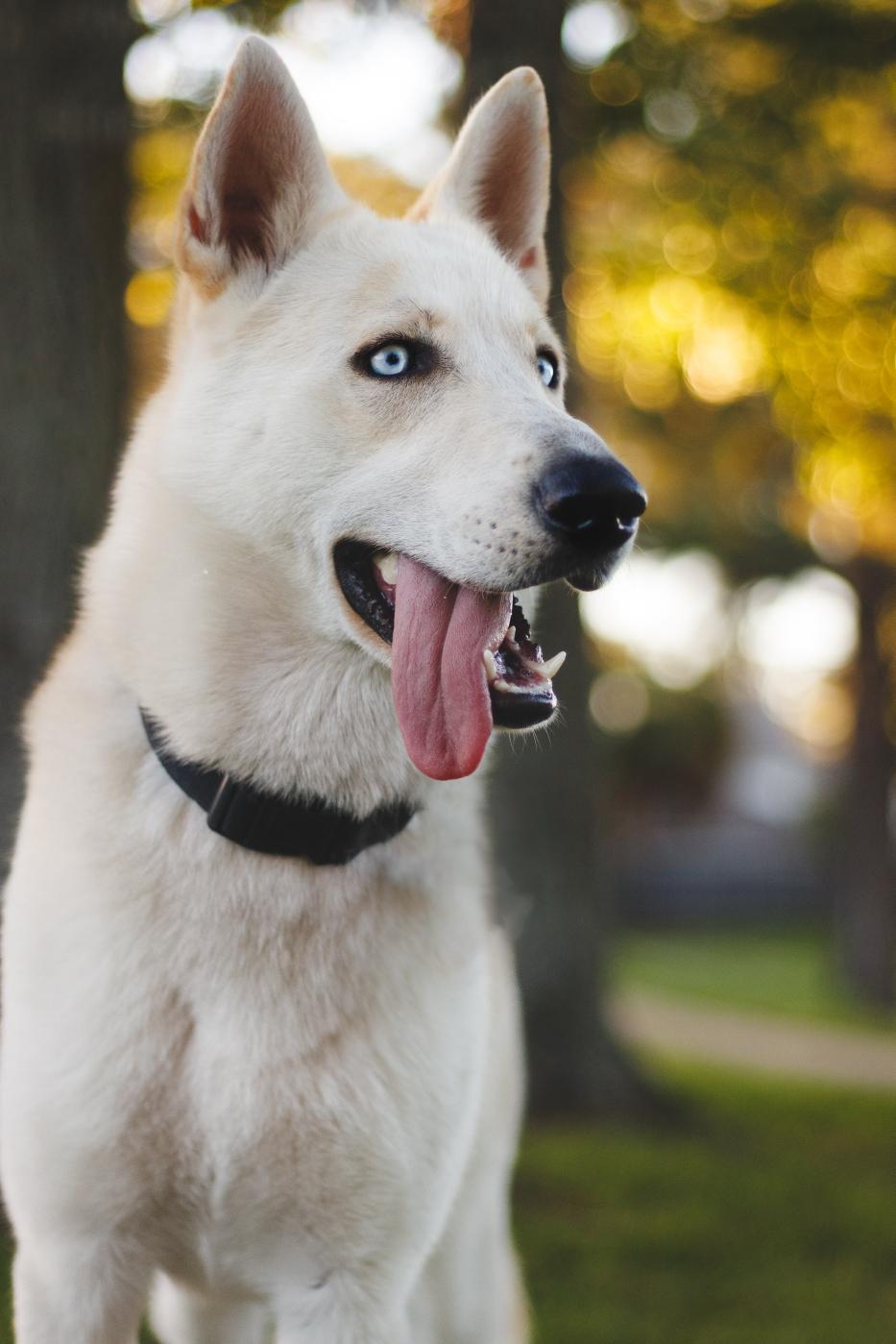 Enlarge Waylon, a Adopted mixed breed in Houston, TX image 2/5