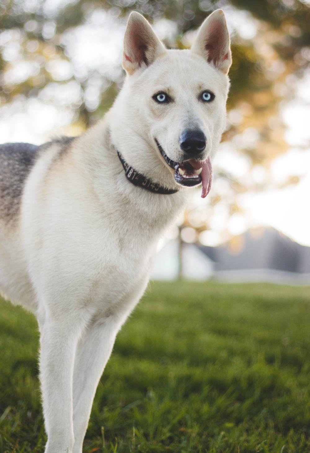 Enlarge Waylon, a Adopted mixed breed in Houston, TX image 3/5