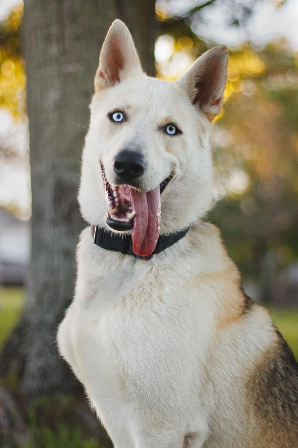 Enlarge Waylon, a Adopted mixed breed in Houston, TX image 4/5