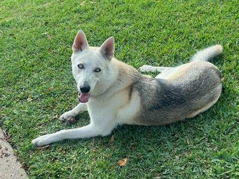 Enlarge Waylon, a Adopted mixed breed in Houston, TX image 5/5