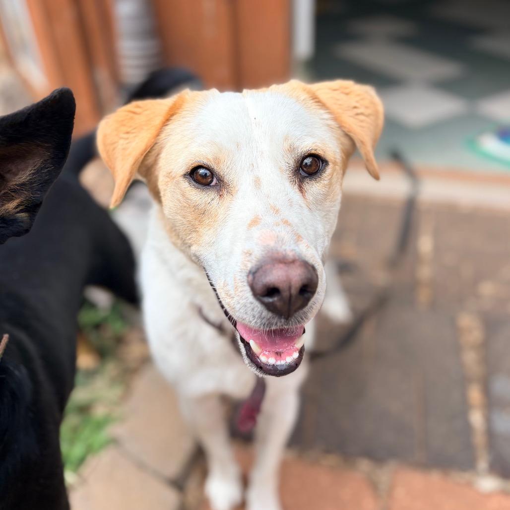 Enlarge Dino, a Adoptable mixed breed in Aldie, VA image 1/6