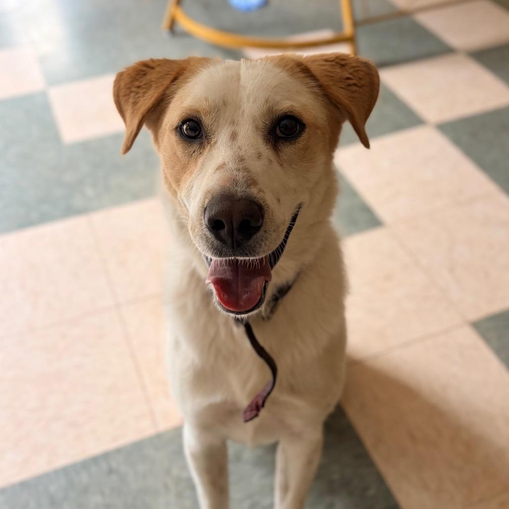 Enlarge Dino, a Adoptable mixed breed in Aldie, VA image 2/6