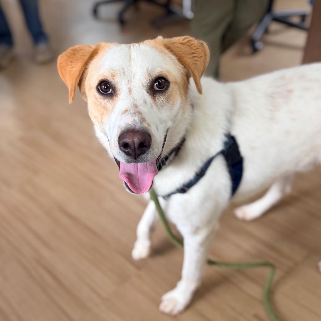 Enlarge Dino, a Adoptable mixed breed in Aldie, VA image 3/6