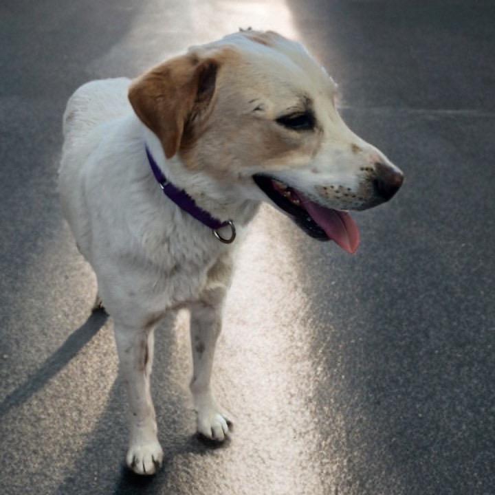Enlarge Dino, a Adoptable mixed breed in Aldie, VA image 4/6