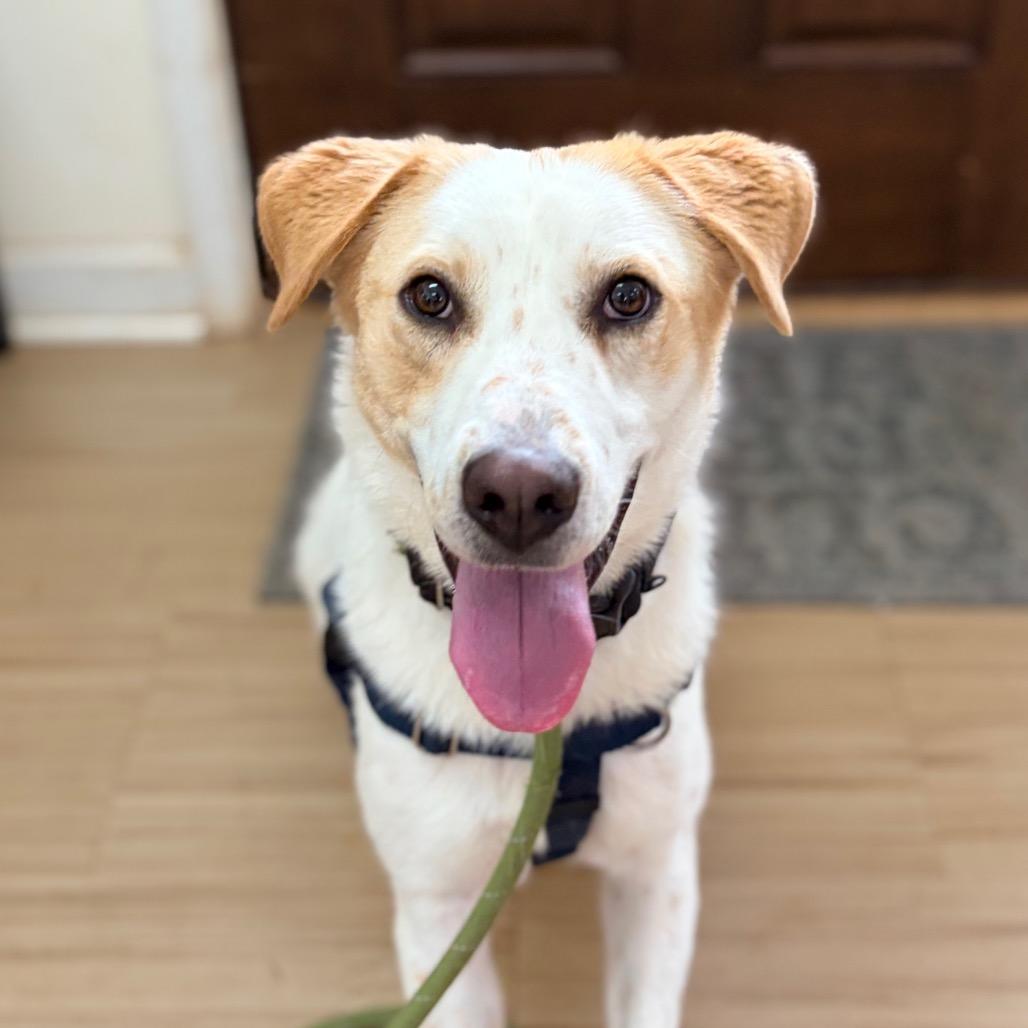 Enlarge Dino, a Adoptable mixed breed in Aldie, VA image 6/6
