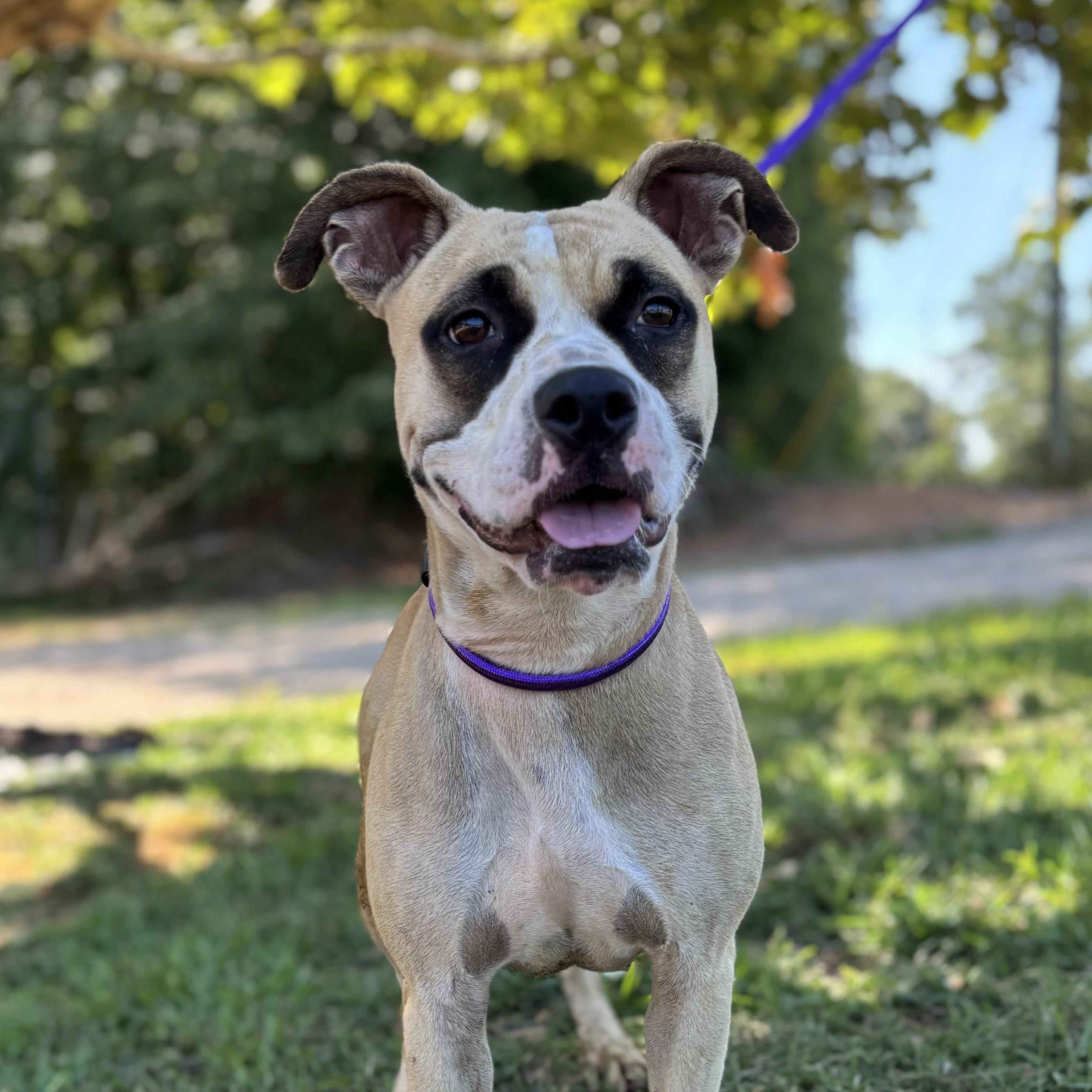 Celeste — thumbnail 3