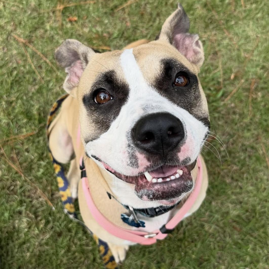 Celeste — thumbnail 5