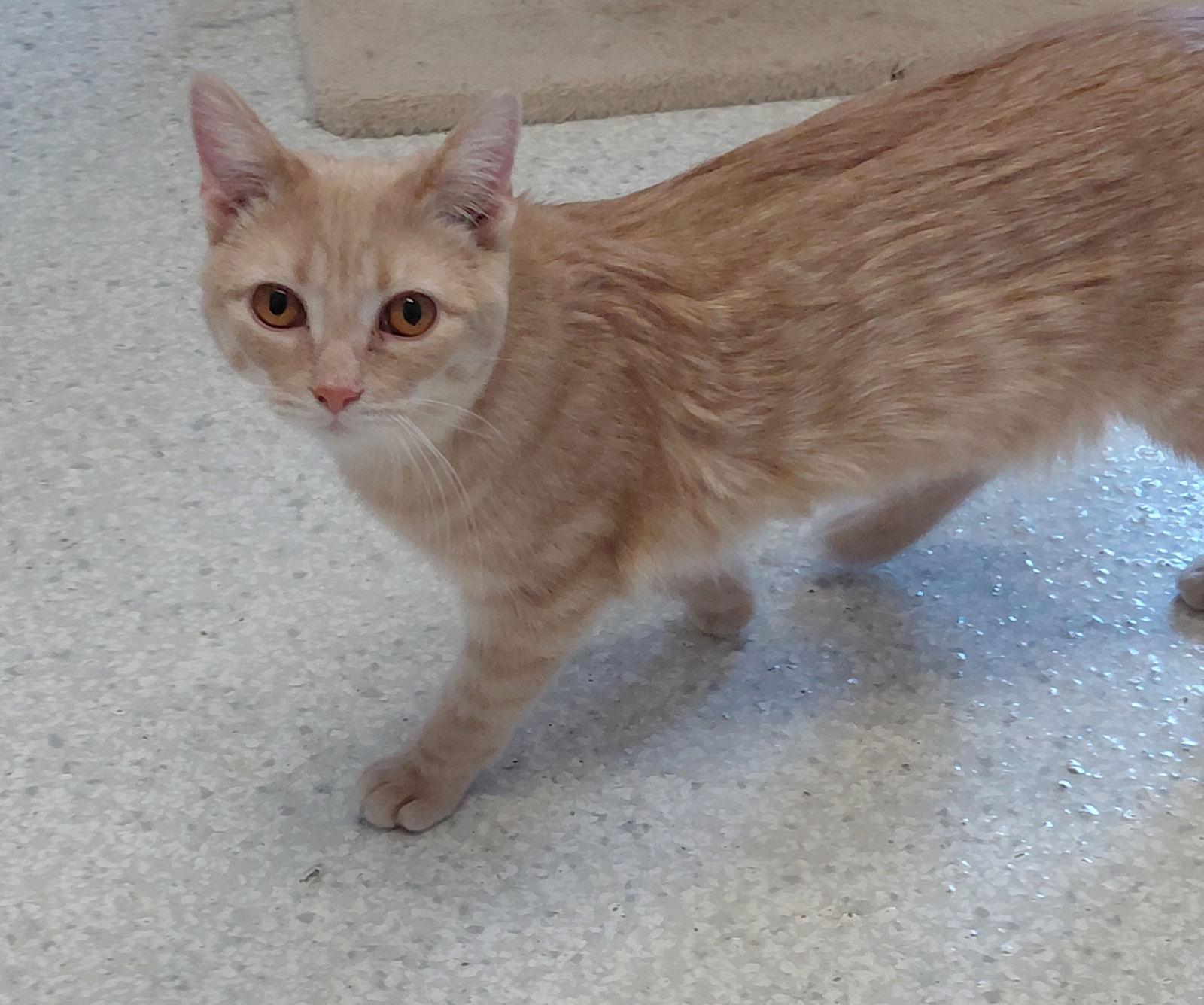 Enlarge Cooper, a Adoptable mixed breed in Montello, WI image 1/3