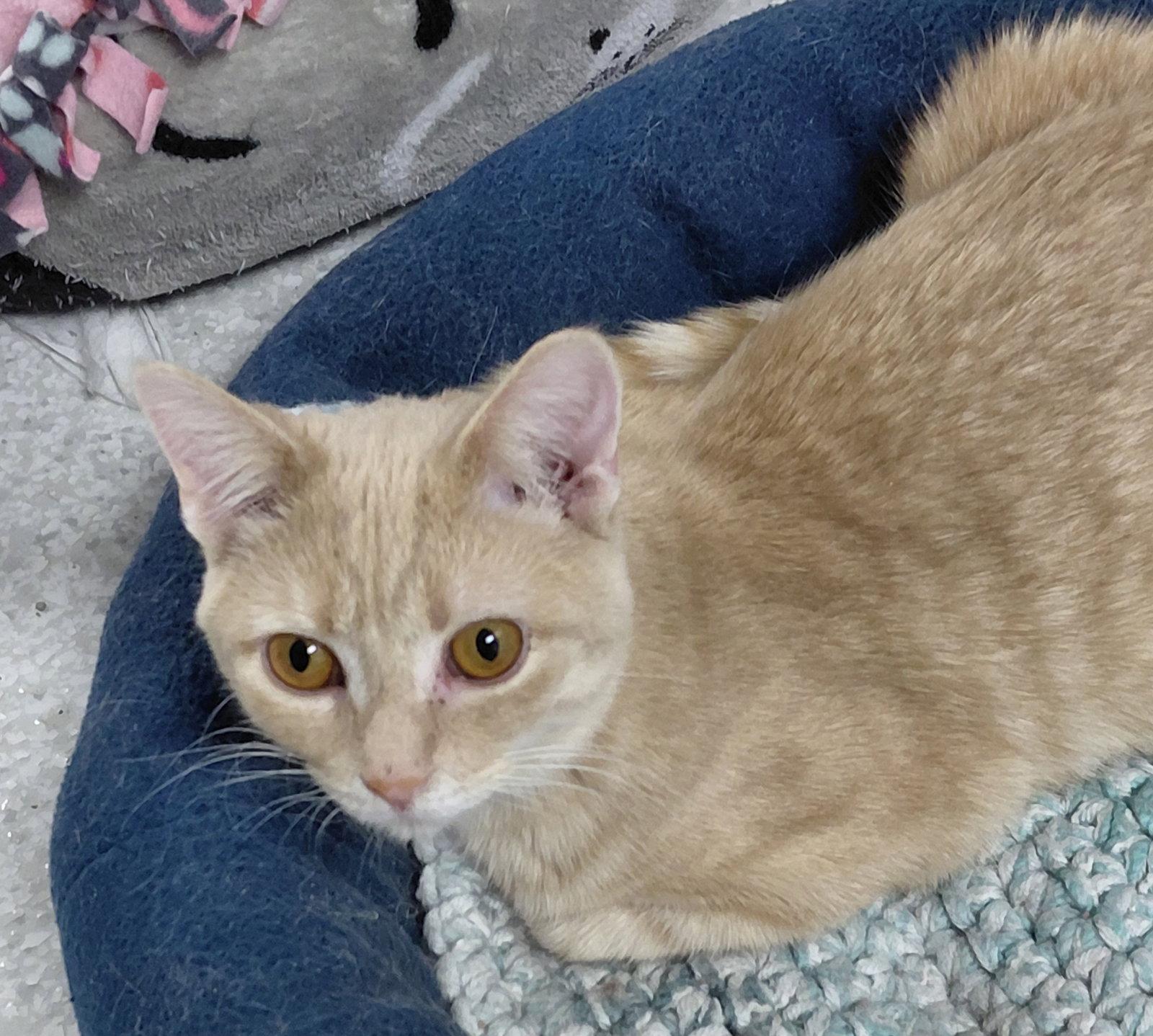 Enlarge Cooper @ The Cat's Brew, a Adoptable mixed breed in Montello, WI image 2/3