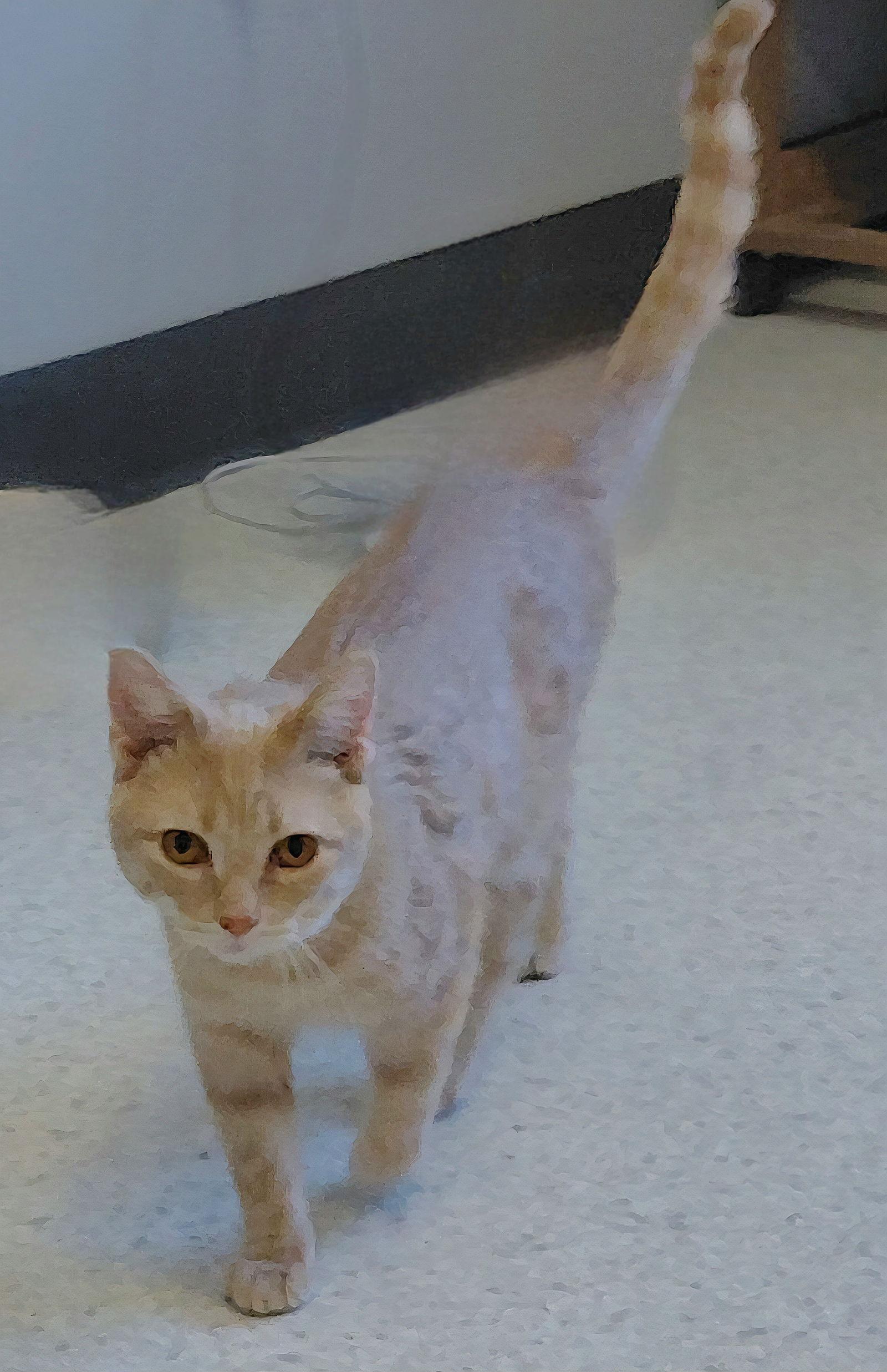 Enlarge Cooper, a Adoptable mixed breed in Montello, WI image 2/3