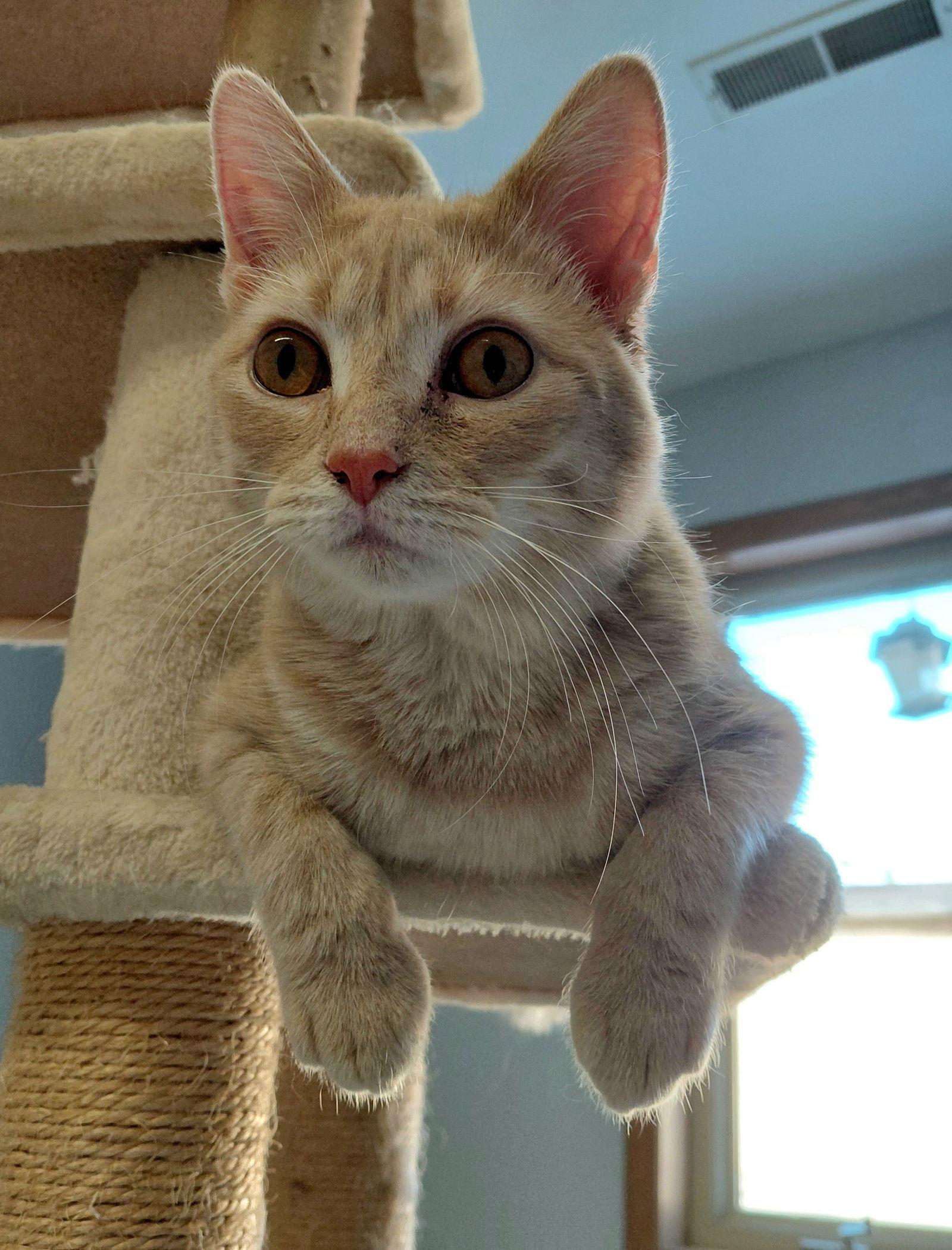 Enlarge Cooper, a Adoptable mixed breed in Montello, WI image 3/3