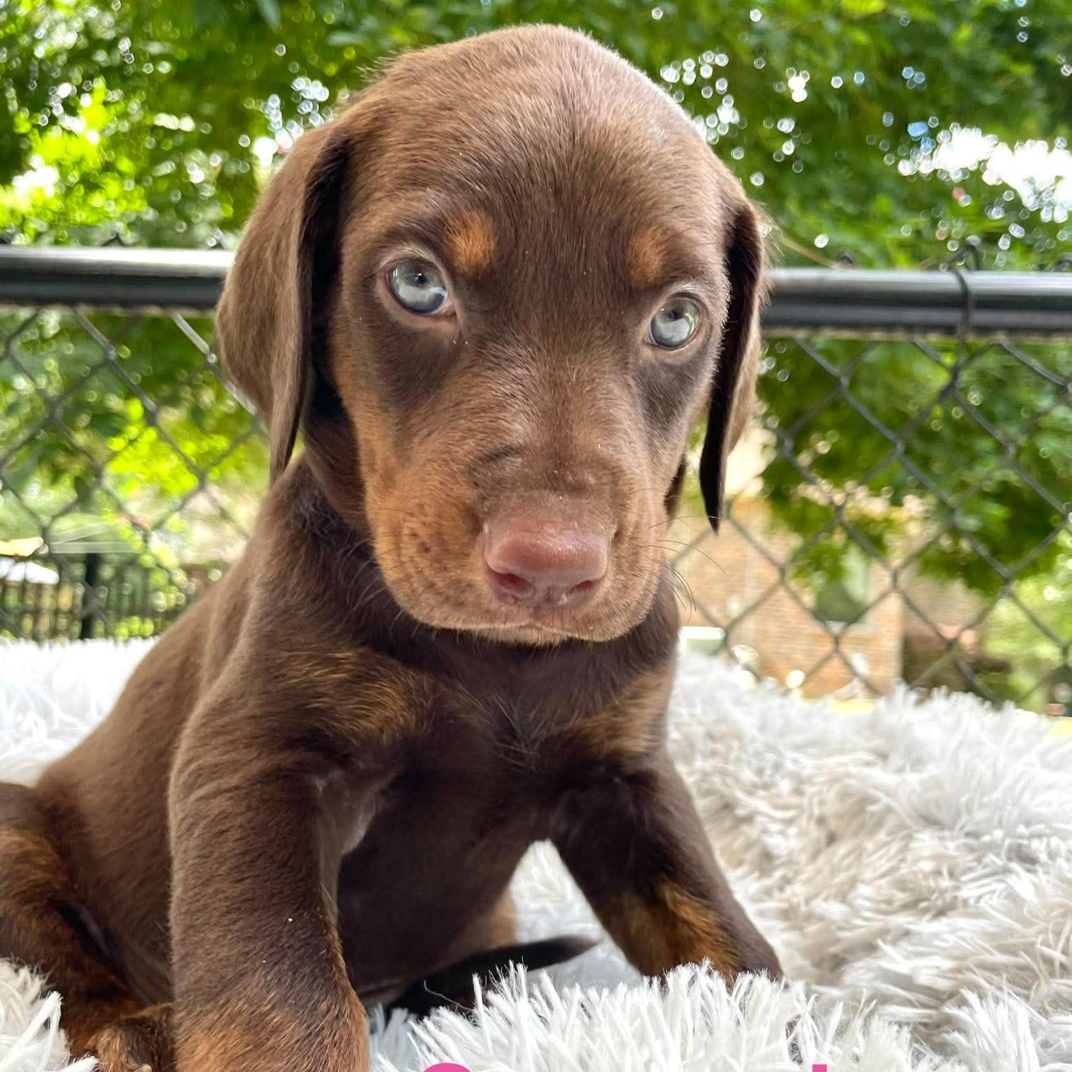 Enlarge CASSANDRA, a Adopted mixed breed in Madisonville, LA image 1/5