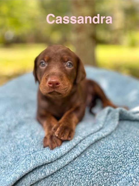Enlarge CASSANDRA, a Adopted mixed breed in Madisonville, LA image 4/5