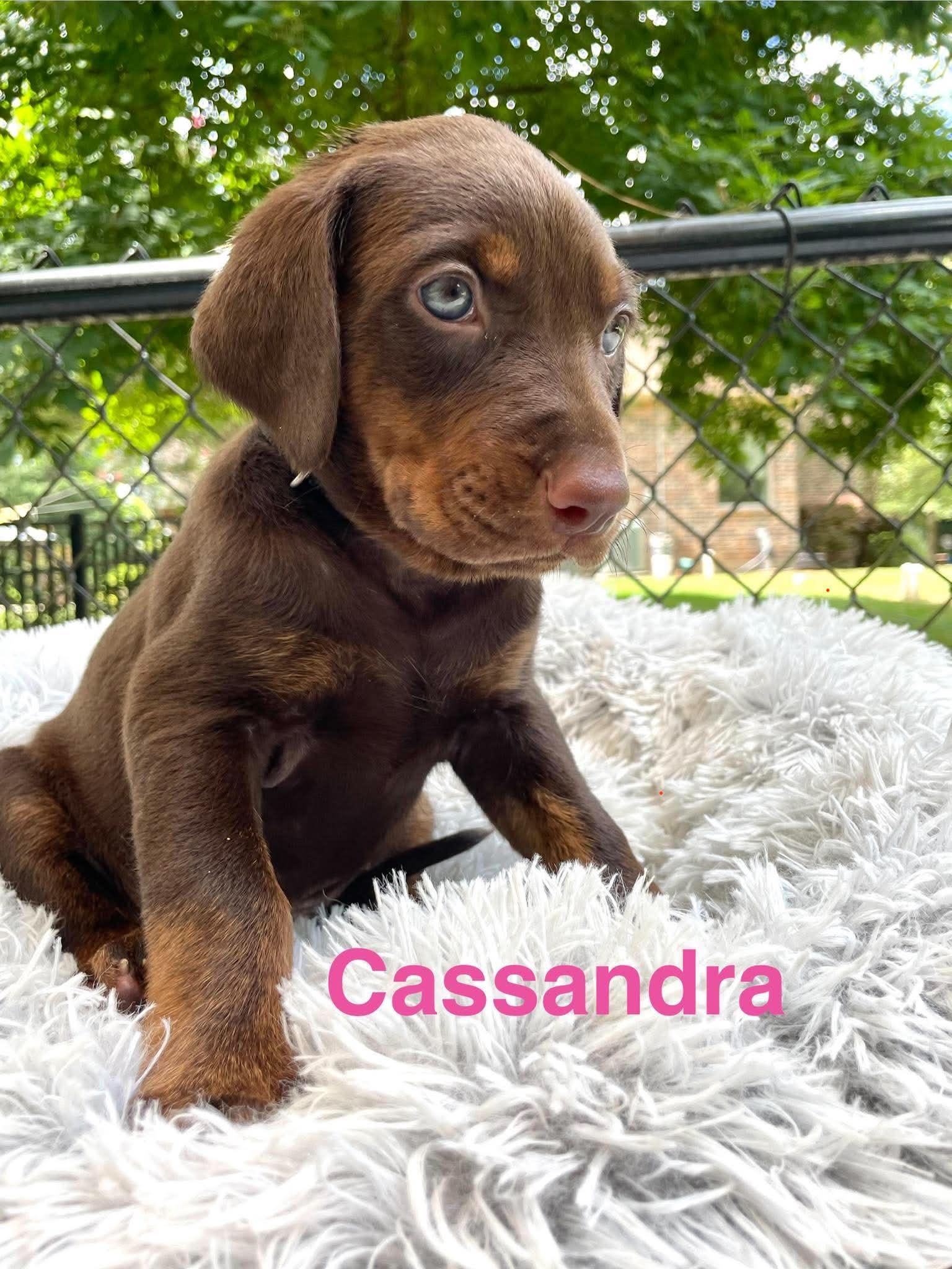 Enlarge CASSANDRA, a Adopted mixed breed in Madisonville, LA image 2/5