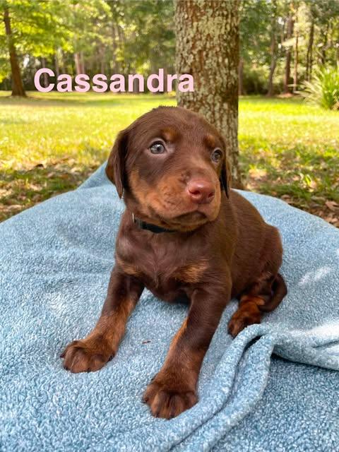 Enlarge CASSANDRA, a Adopted mixed breed in Madisonville, LA image 5/5