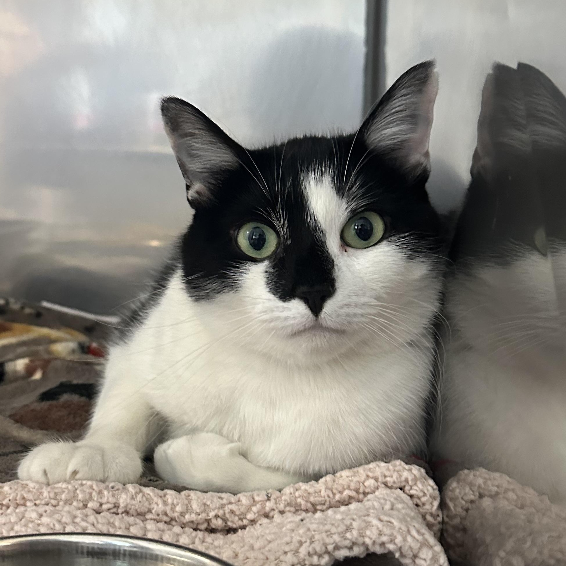 Enlarge Gale, a Adoptable Domestic Short Hair in Exeter, RI image 1/1