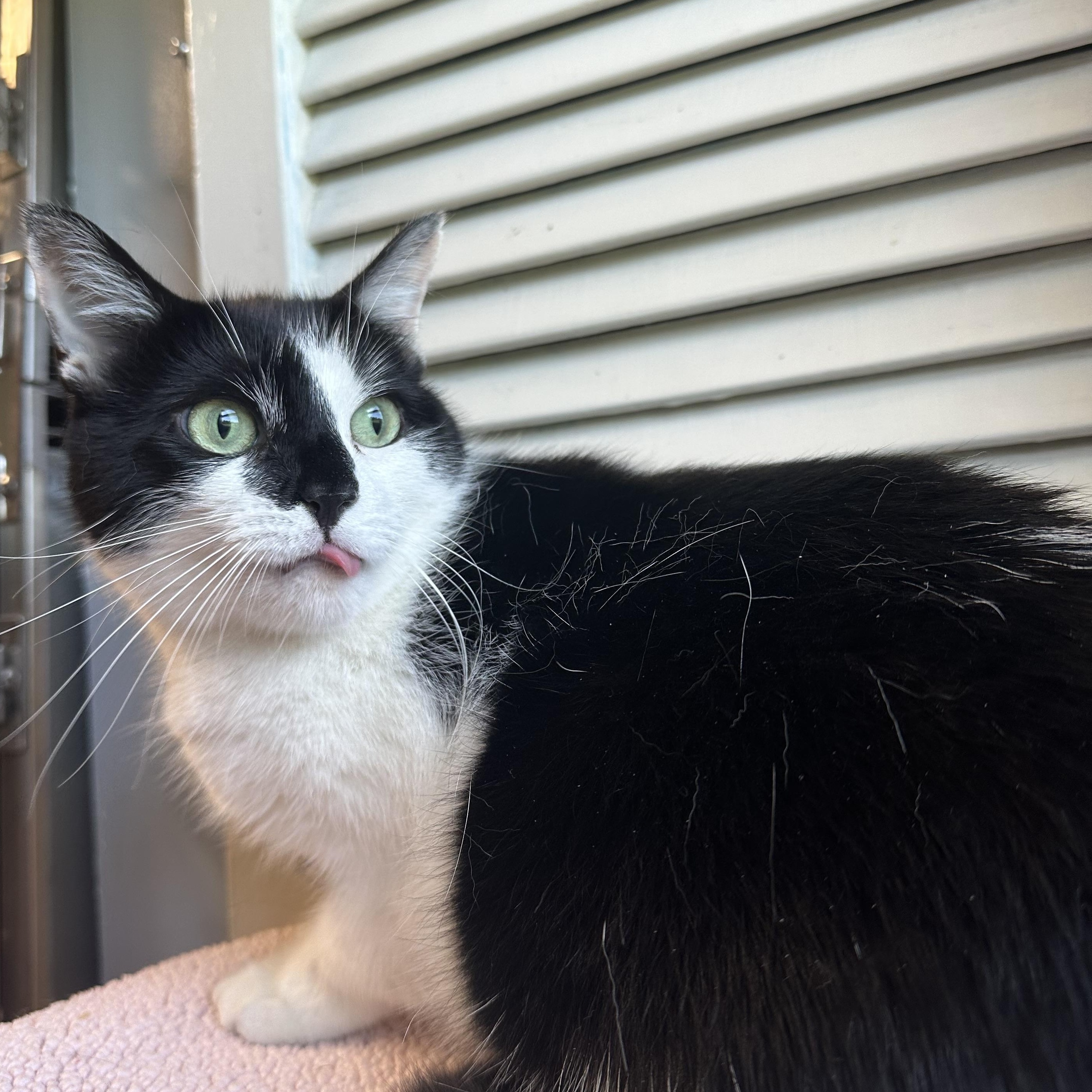 Enlarge Gale, a Adoptable Domestic Short Hair in Exeter, RI image 2/4