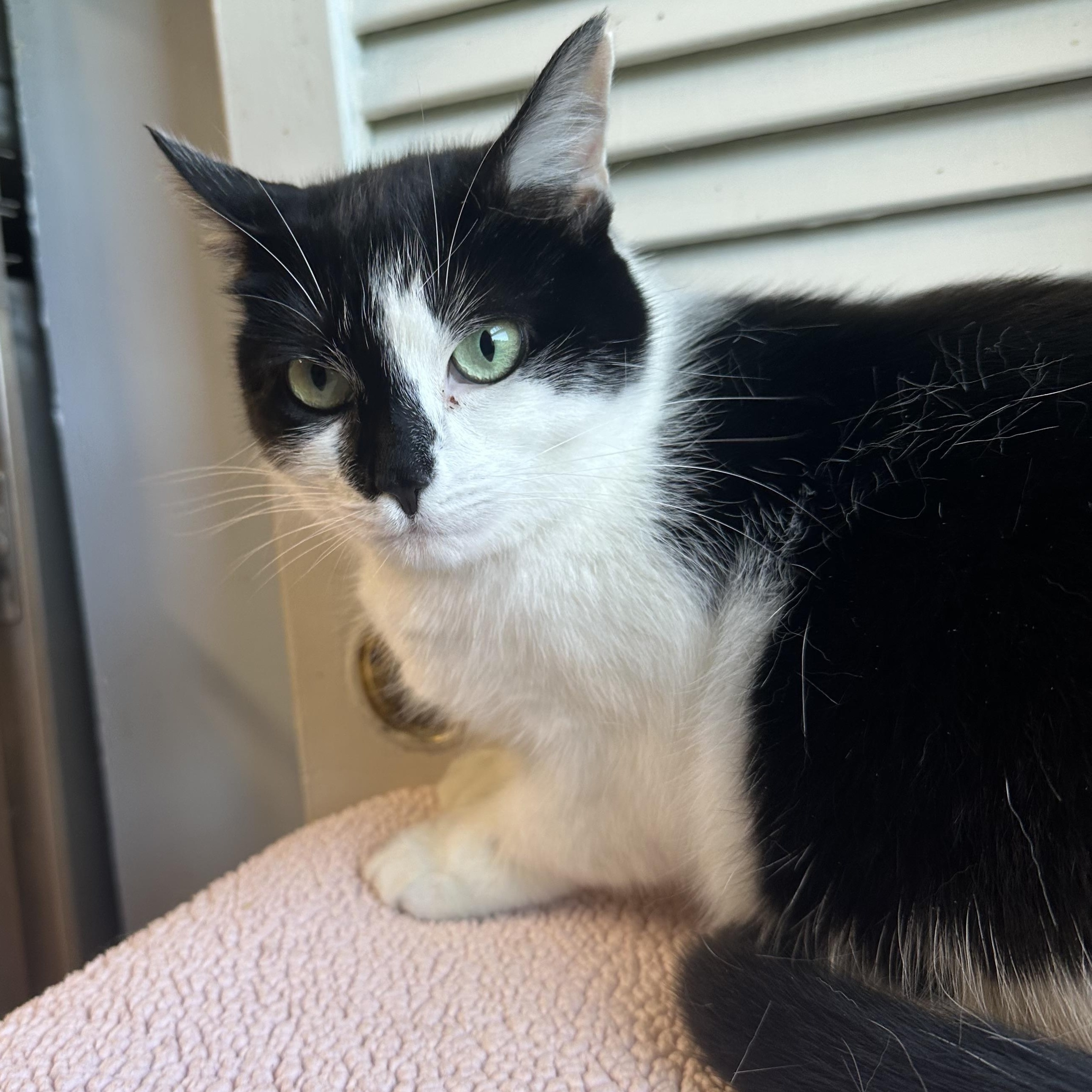 Enlarge Gale, a Adoptable Domestic Short Hair in Exeter, RI image 3/4