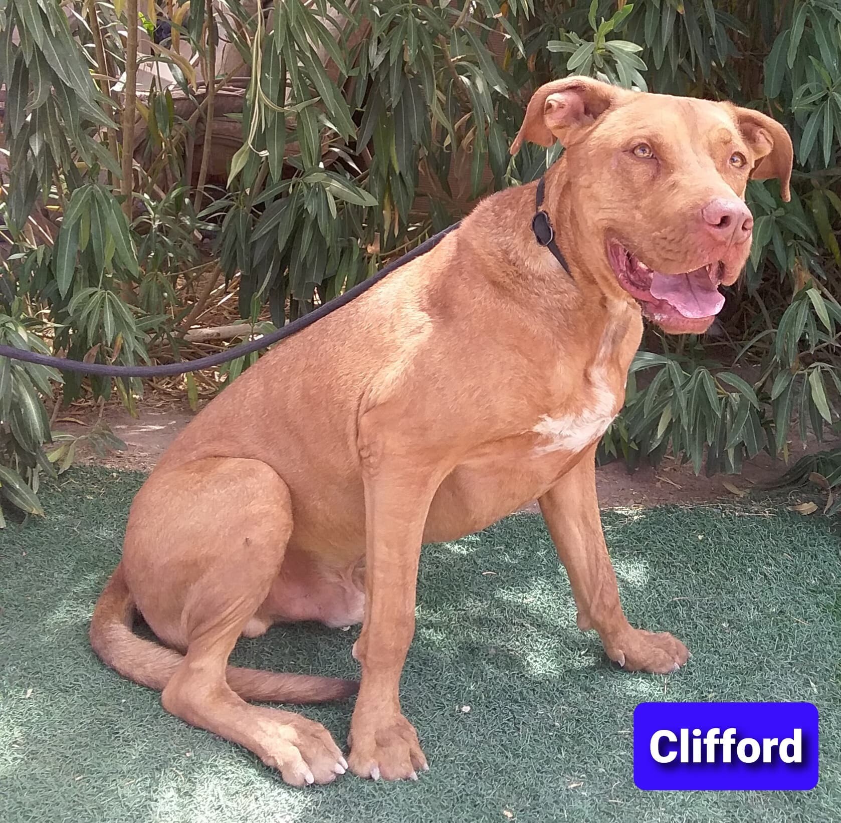 Clifford, a Adoptable mixed breed in Las Vegas, NV image 1/4
