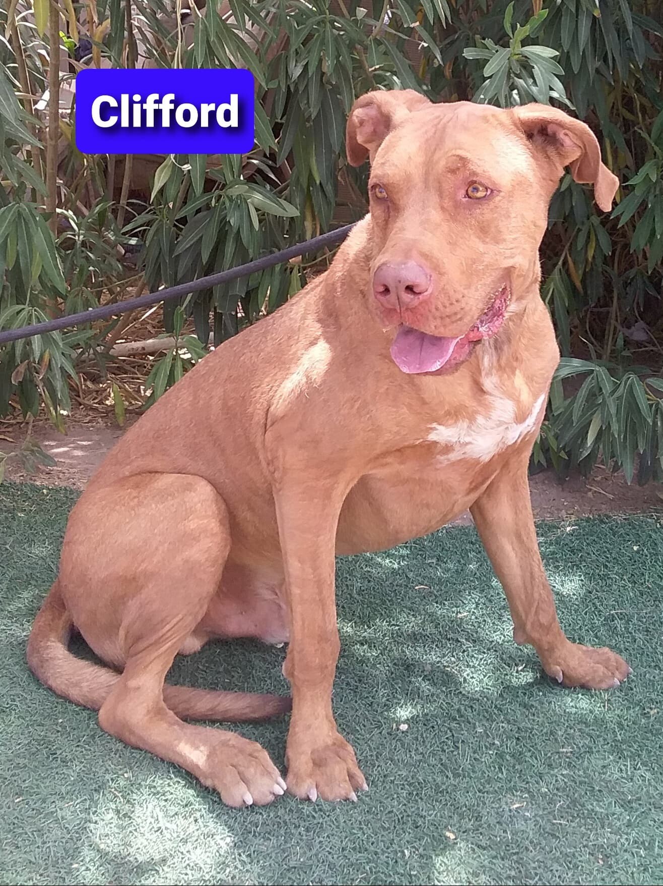 Clifford, a Adoptable mixed breed in Las Vegas, NV image 2/4