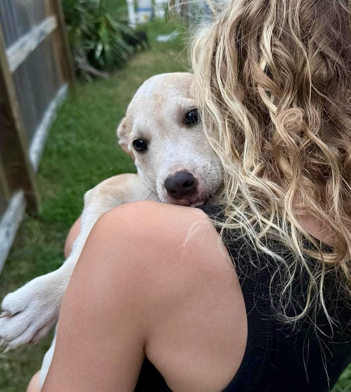 Pocky, Adoptable, Puppy Male Labrador Retriever.