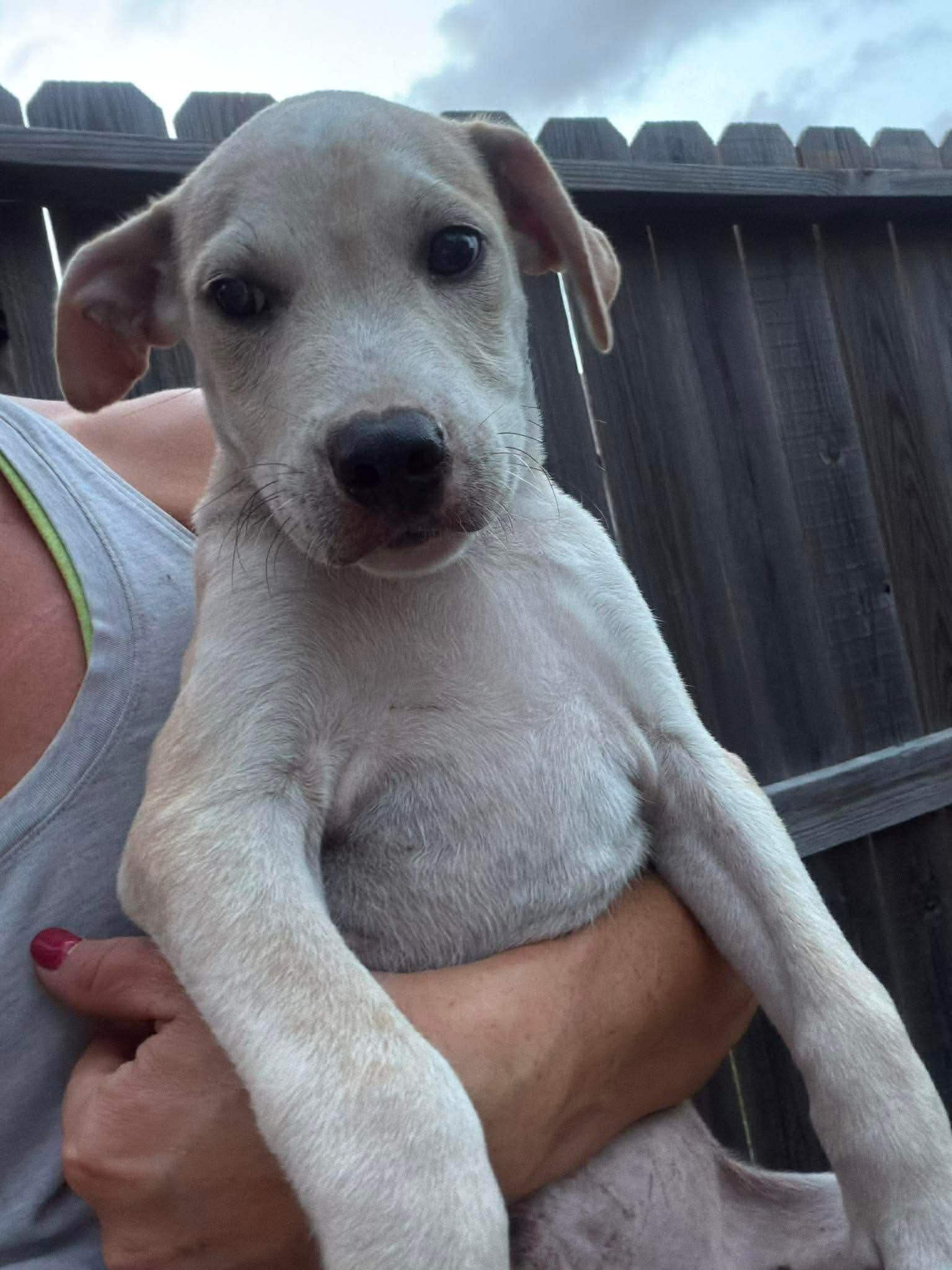 Pocky, a Adoptable mixed breed in Chester , VA image 5/6
