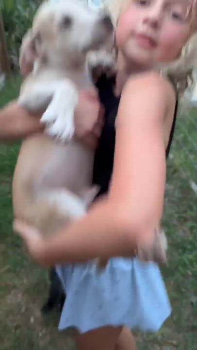 Enlarge Pocky, a Adoptable mixed breed in Chester , VA video 2/6