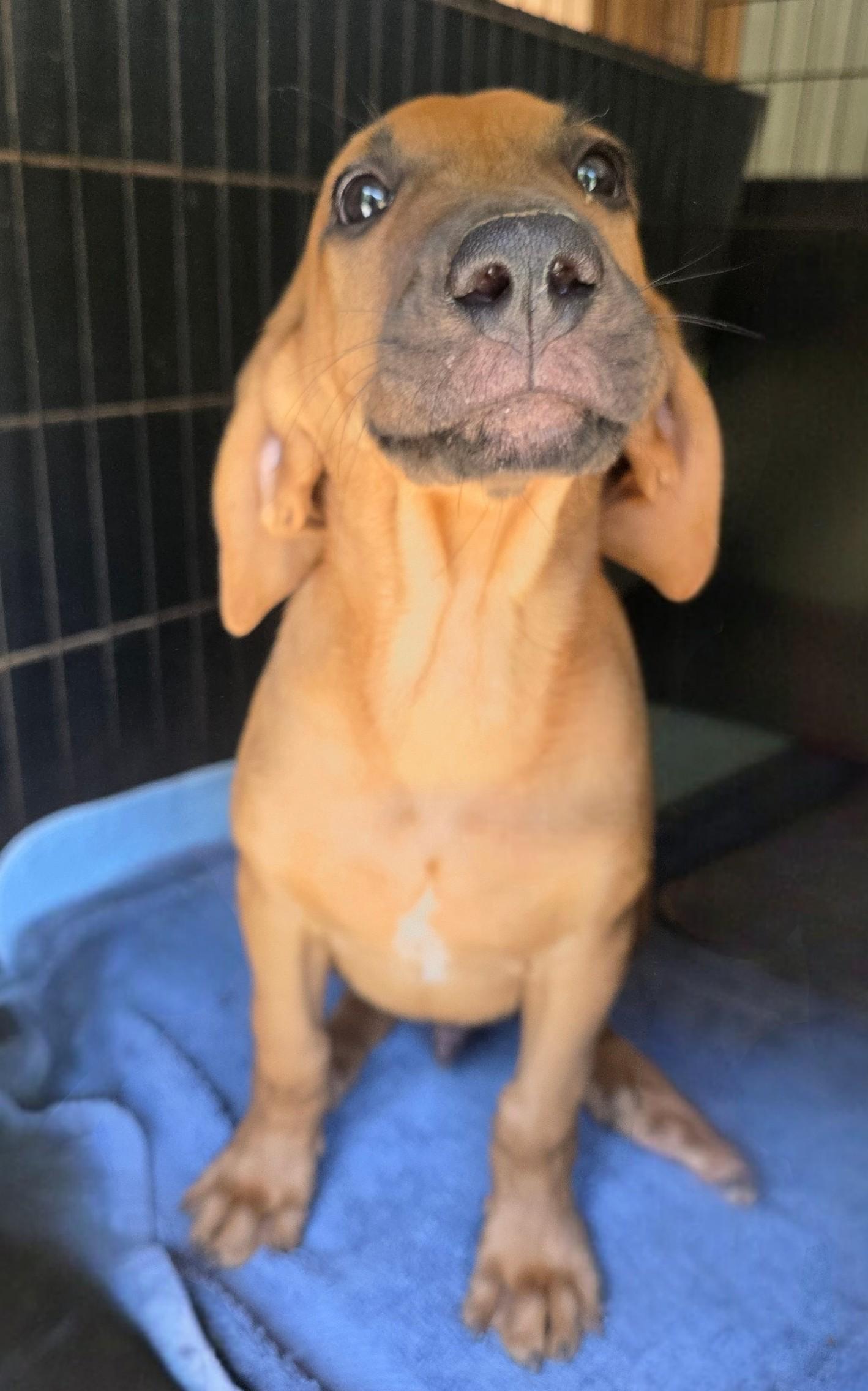 Enlarge "LB" Little Boy, a ADOPTABLE mixed breed in Grant, AL image 3/3