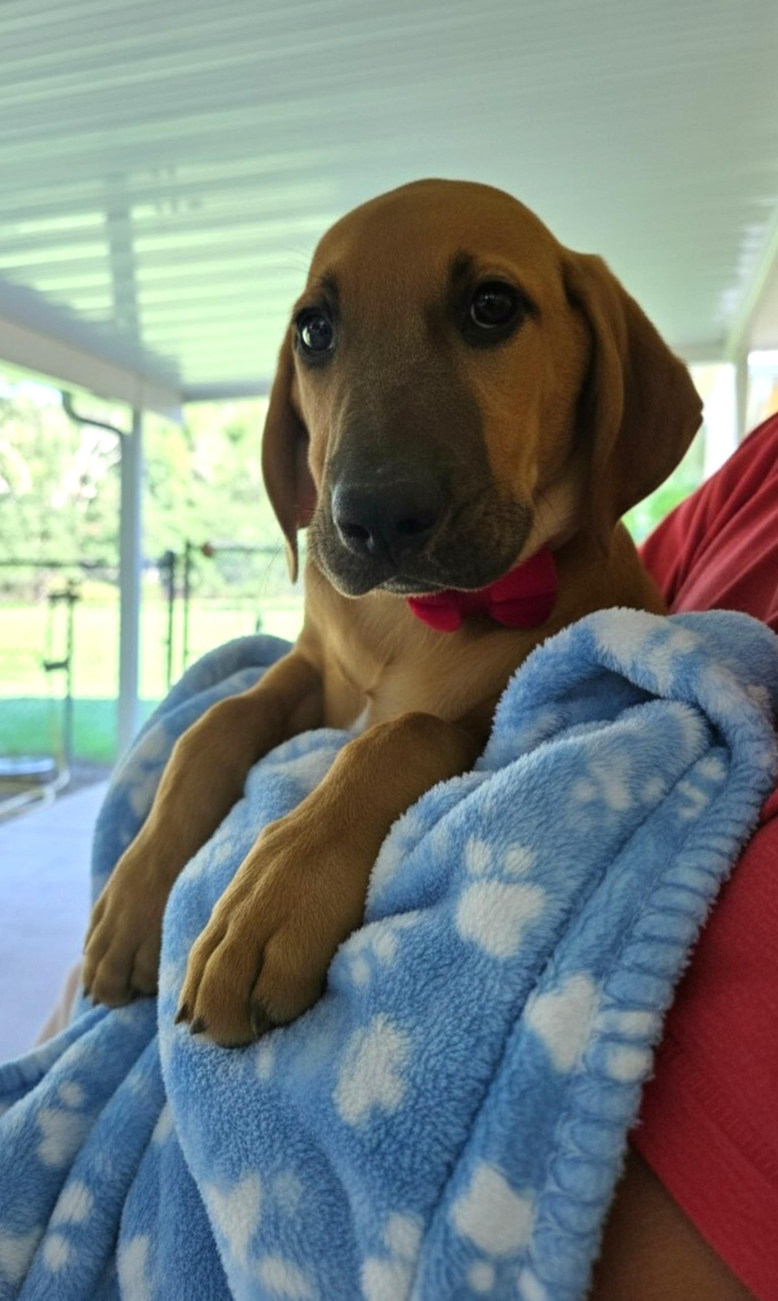 Enlarge "LB" Little Boy, a ADOPTABLE mixed breed in Grant, AL image 2/3