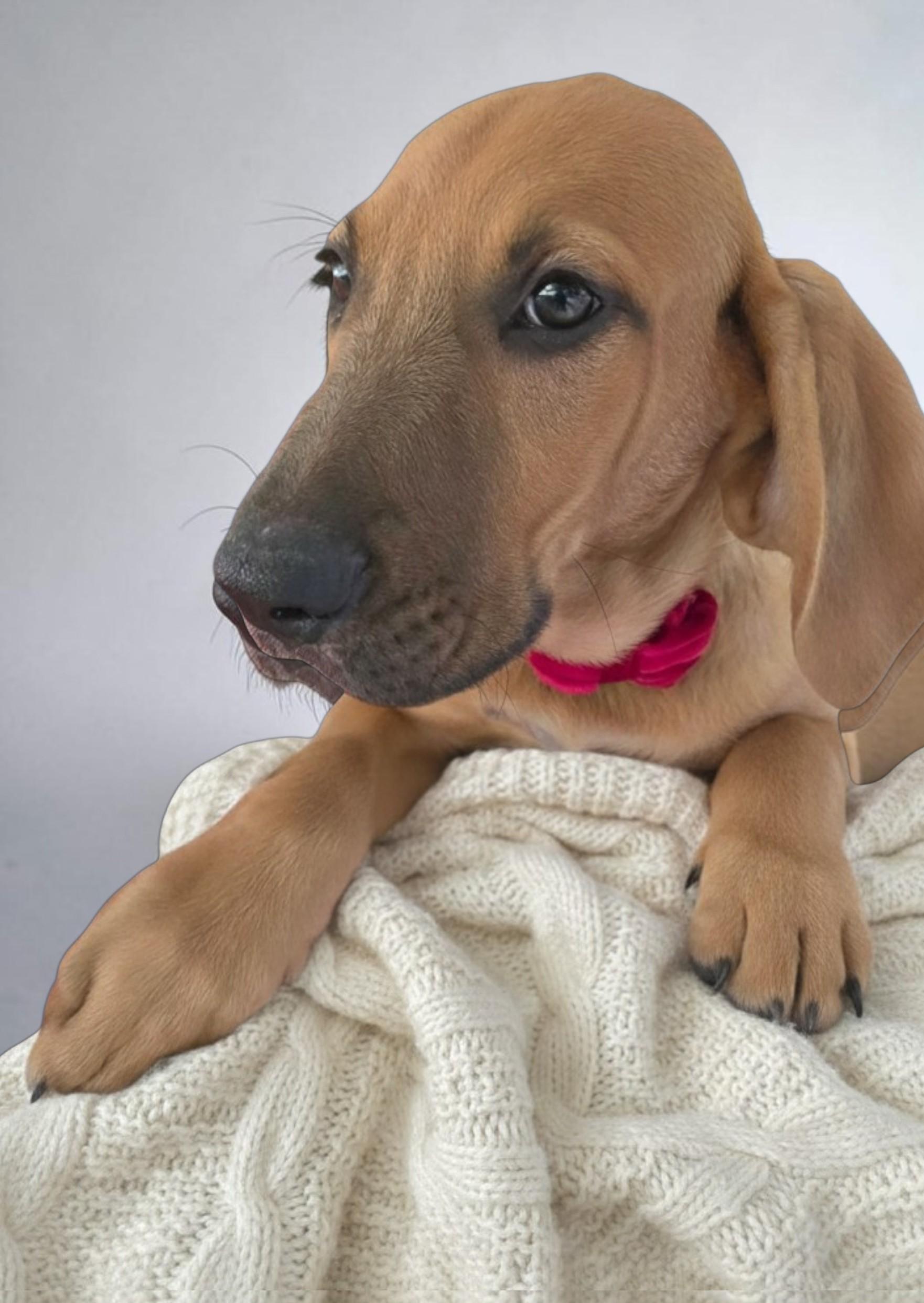 Enlarge "LB" Little Boy, a ADOPTABLE mixed breed in Grant, AL image 1/3
