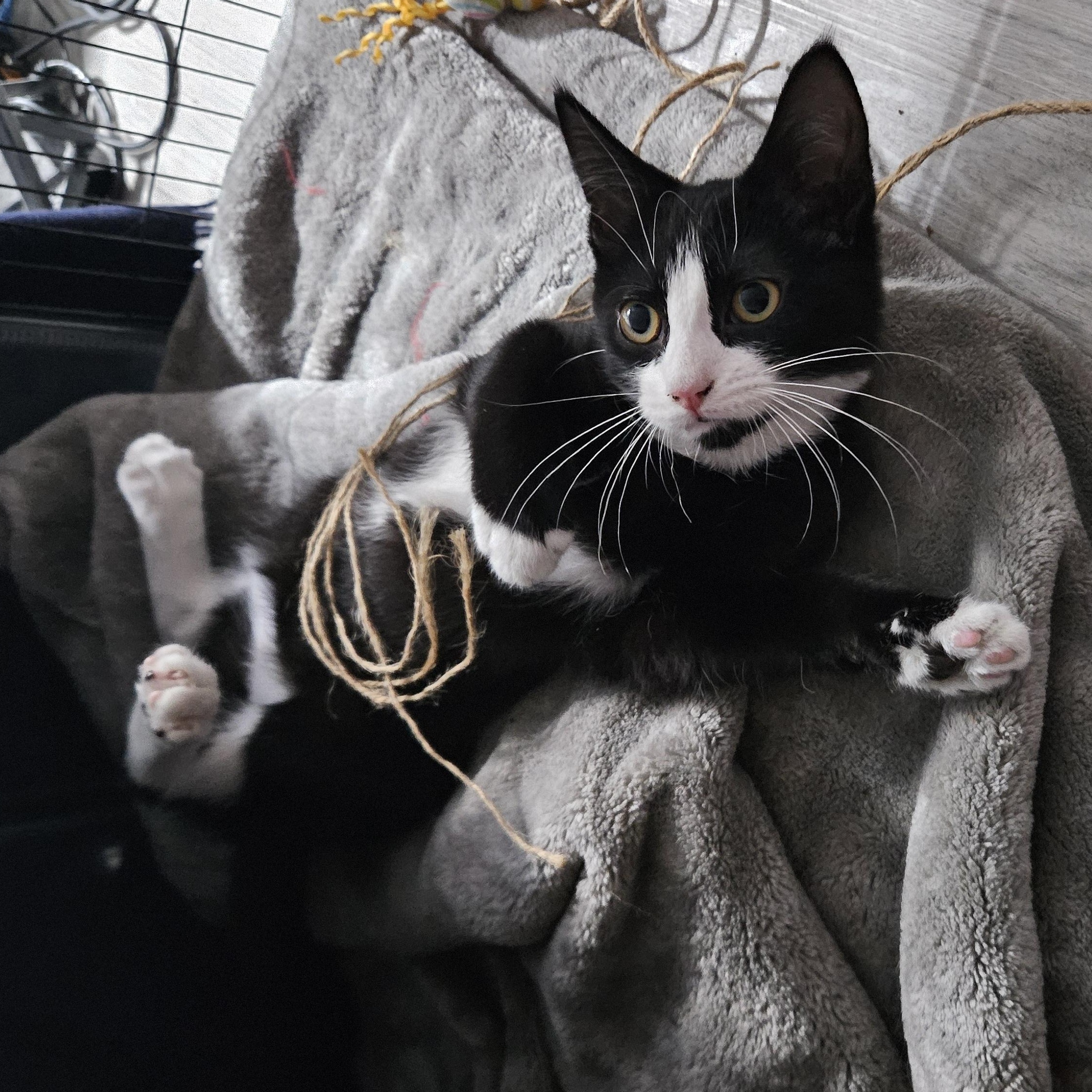 Enlarge Trinity (with Tatum), a ADOPTABLE Domestic Short Hair in Norwalk, CT image 3/6