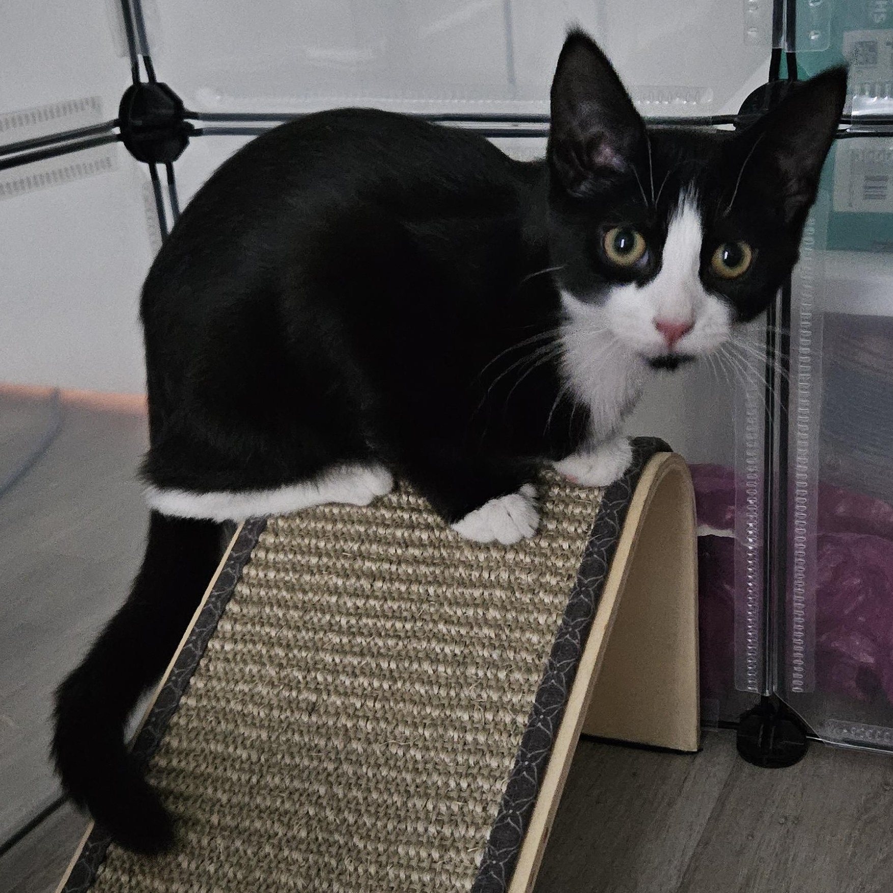 Enlarge Trinity (with Tatum), a ADOPTABLE Domestic Short Hair in Norwalk, CT image 5/6