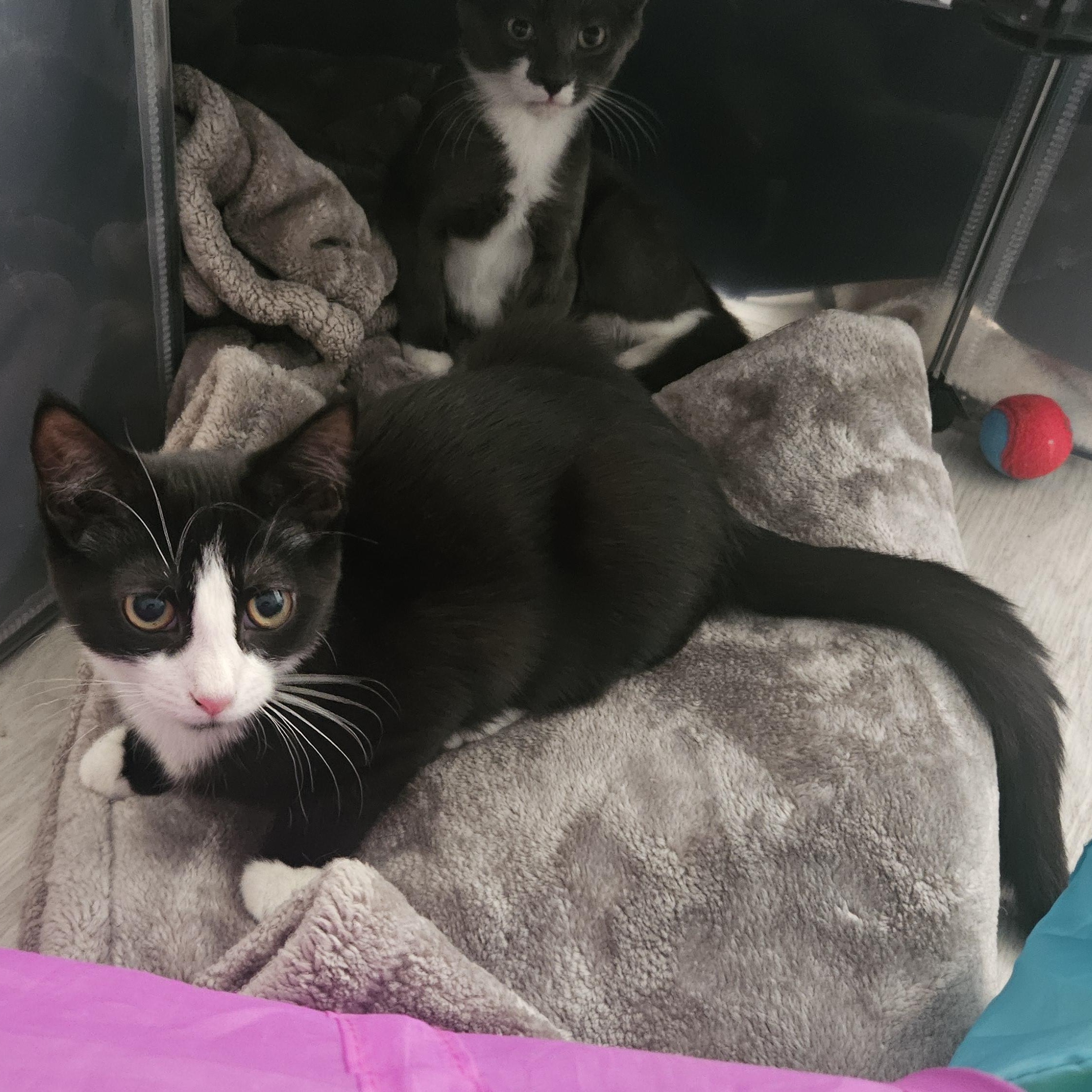 Enlarge Trinity (with Tatum), a ADOPTABLE Domestic Short Hair in Norwalk, CT image 2/6